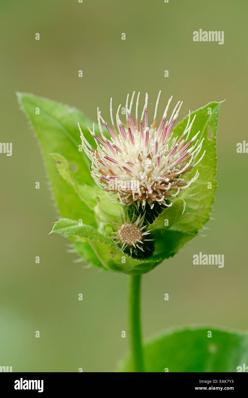 Cavolo Thistle (Cirsium oleraceum), fiore, Alta Baviera, Baviera, Germania Foto Stock