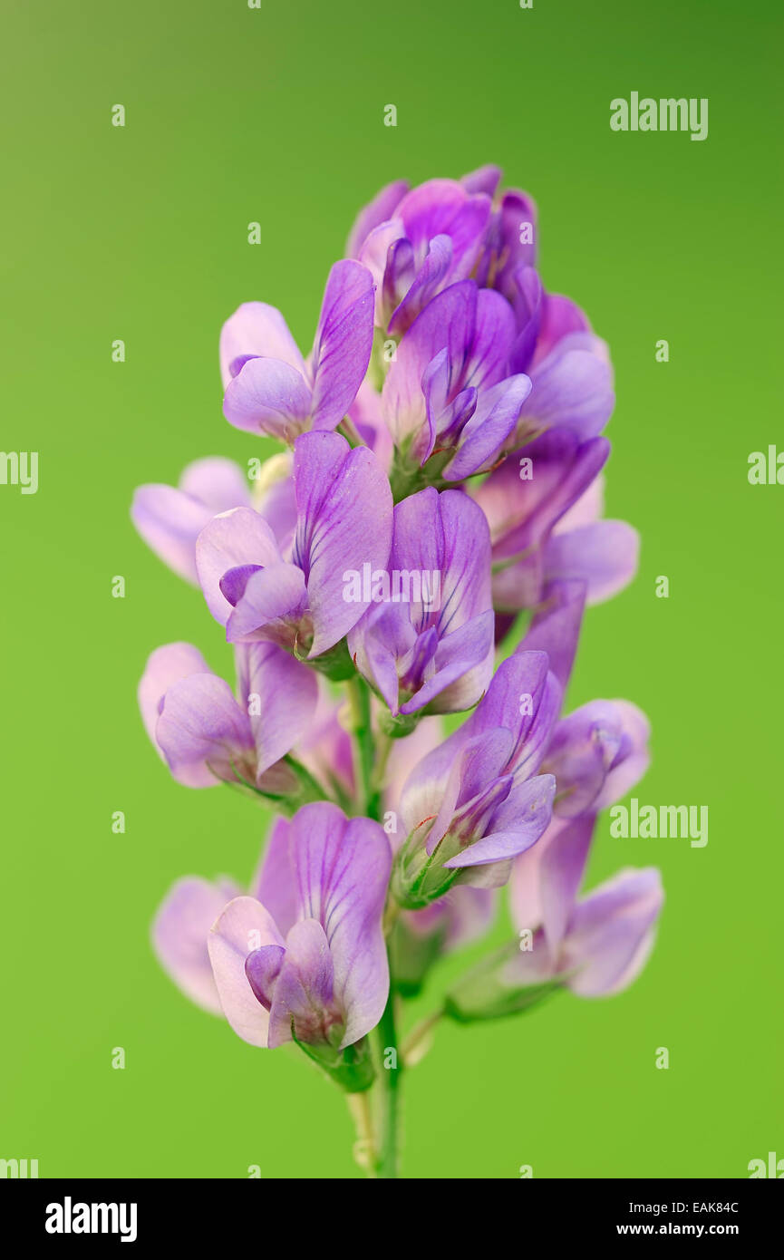 Erba medica o erba medica (Medicago sativa), Nord Reno-Westfalia, Germania Foto Stock