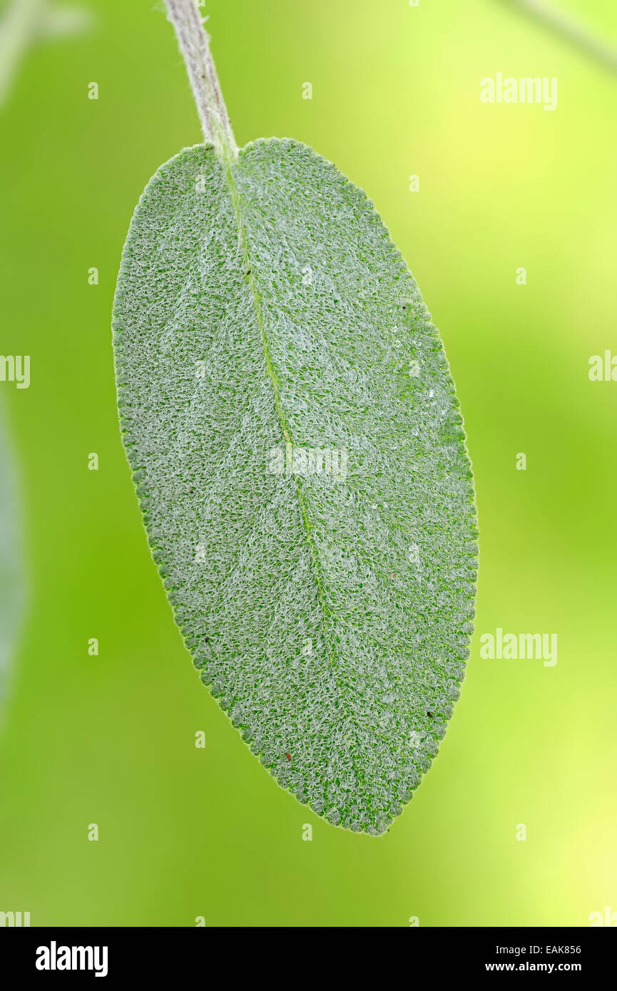 Comune di salvia (Salvia officinalis), foglia, Renania settentrionale-Vestfalia, Germania Foto Stock