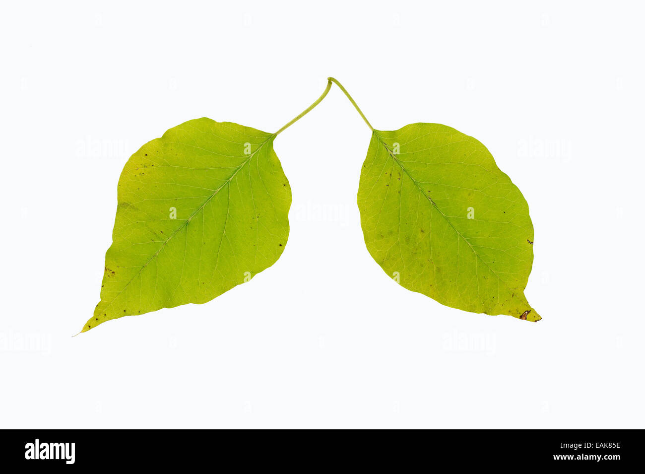 Osage Orange, Hedge Apple, Bodark o Bodock (Maclura pomifera), foglie, nativo del sud degli Stati Uniti Foto Stock
