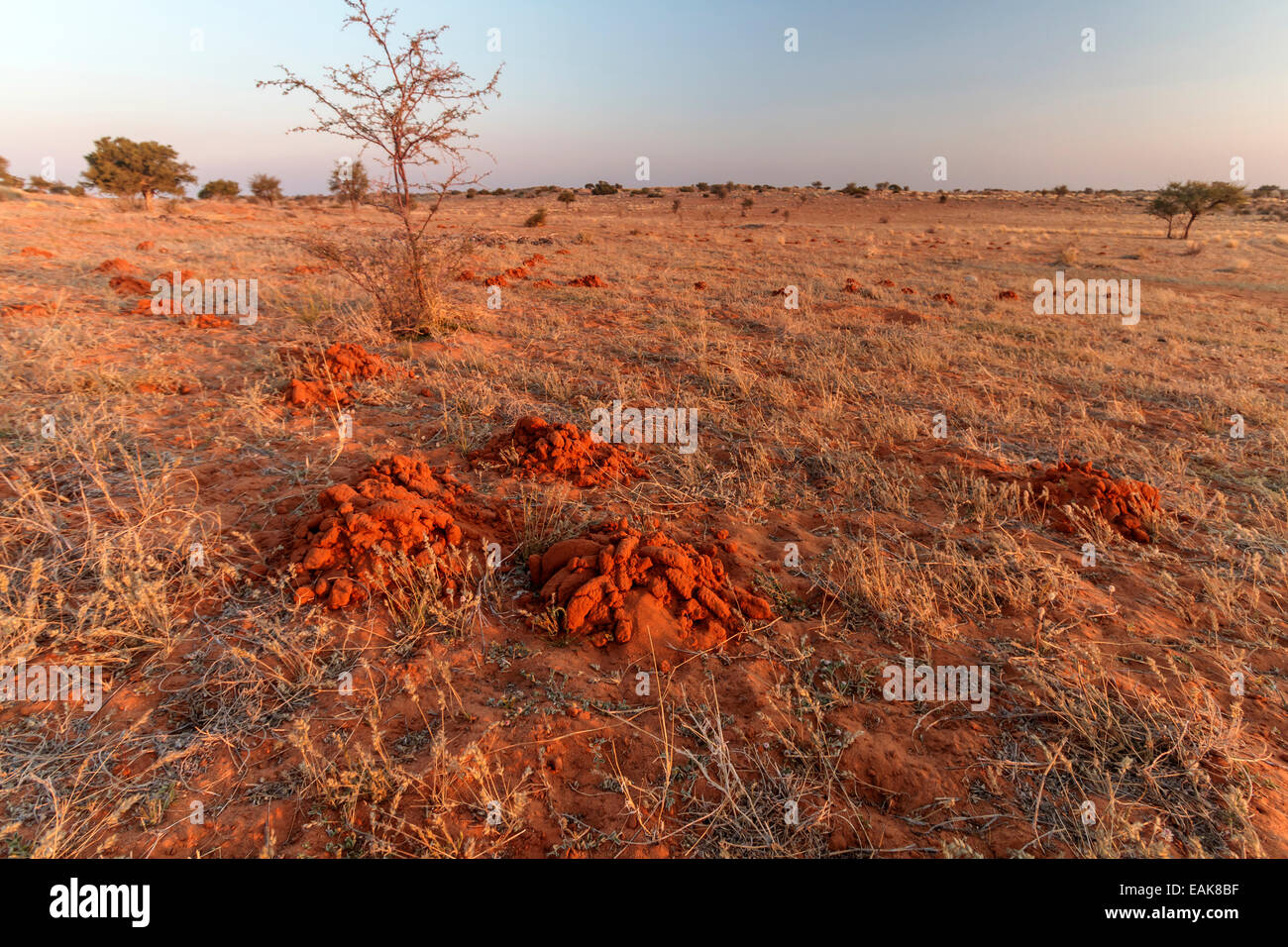 Deserto Kalahari, Kalkrand, Regione di Hardap, Namibia Foto Stock