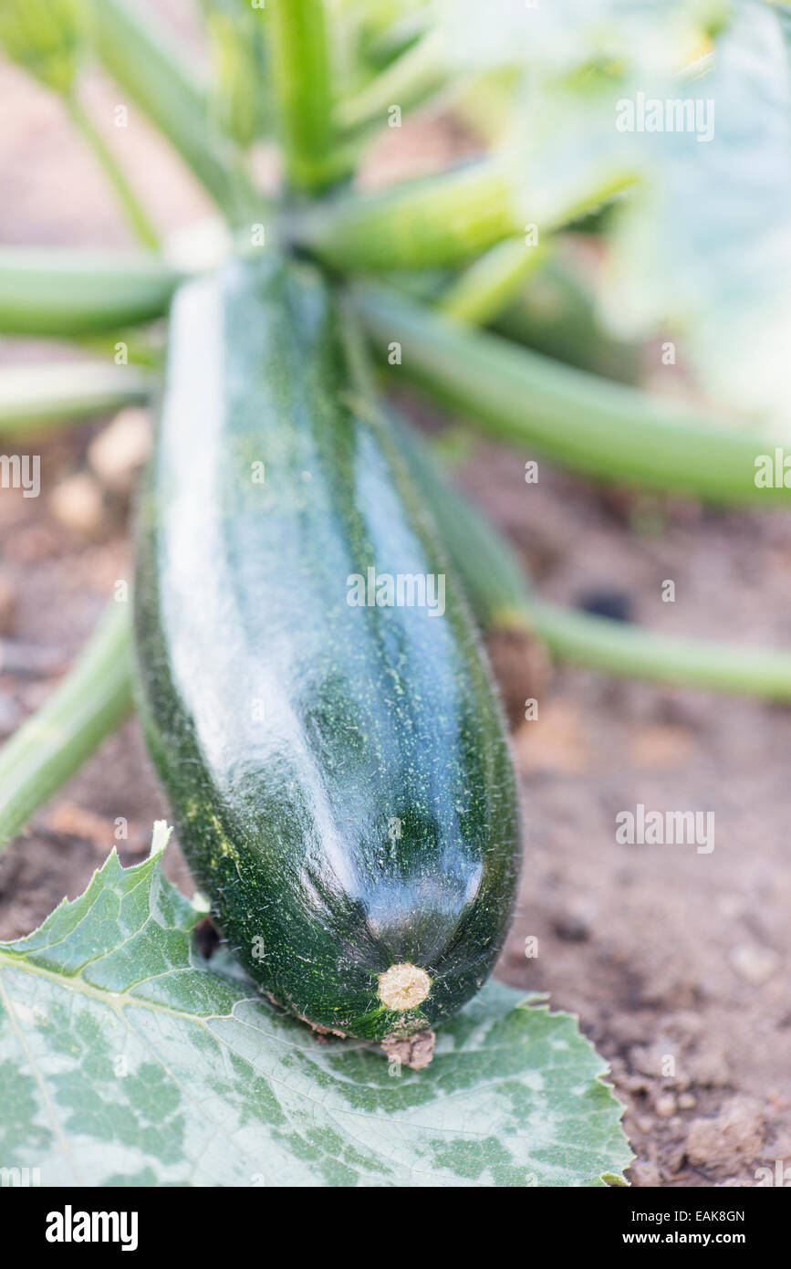 Zucchine organico (Cucurbita pepo) cresce in giardino Foto Stock