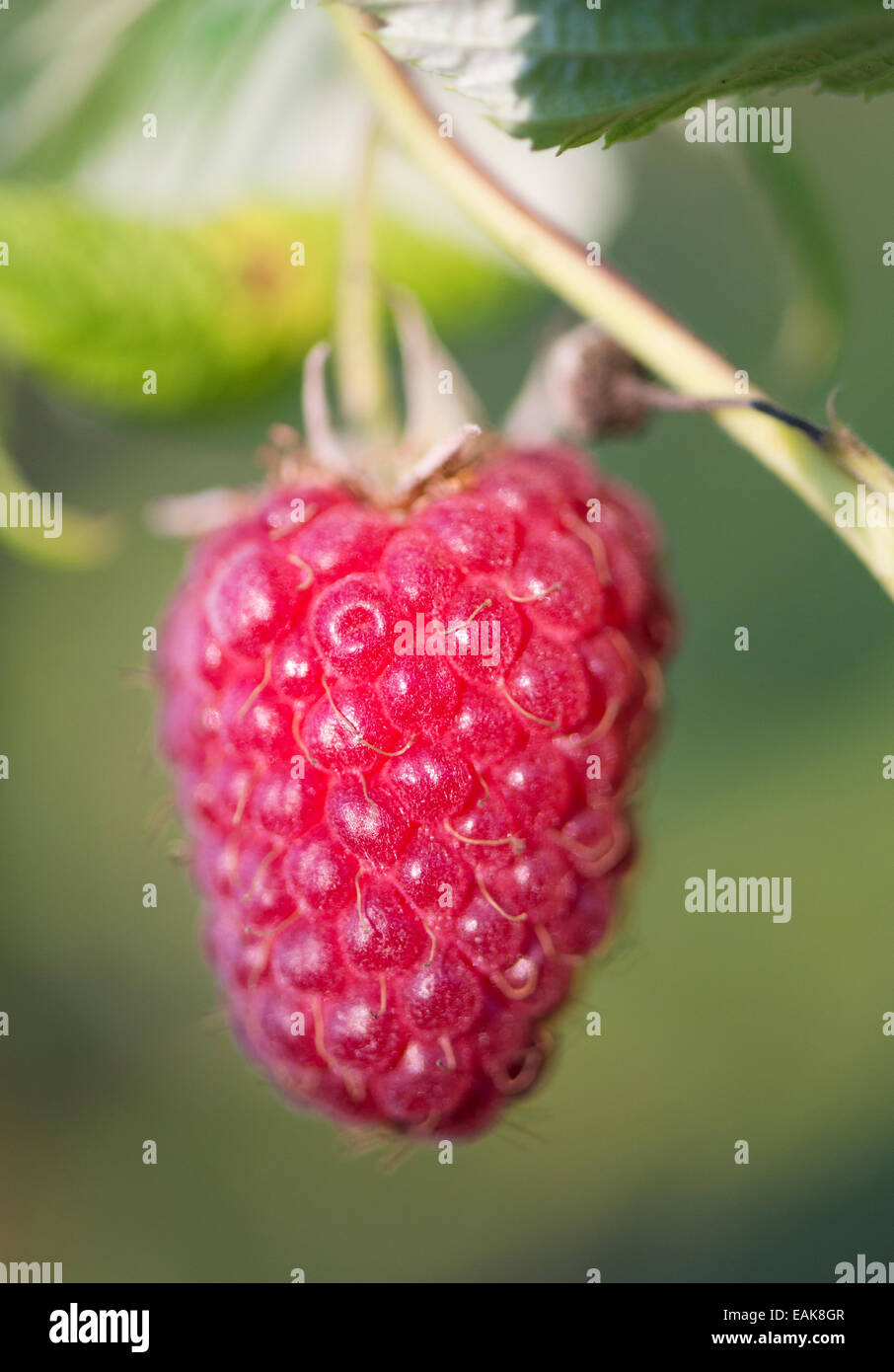 Close up di ripe di lampone su bush nel giardino. Foto Stock