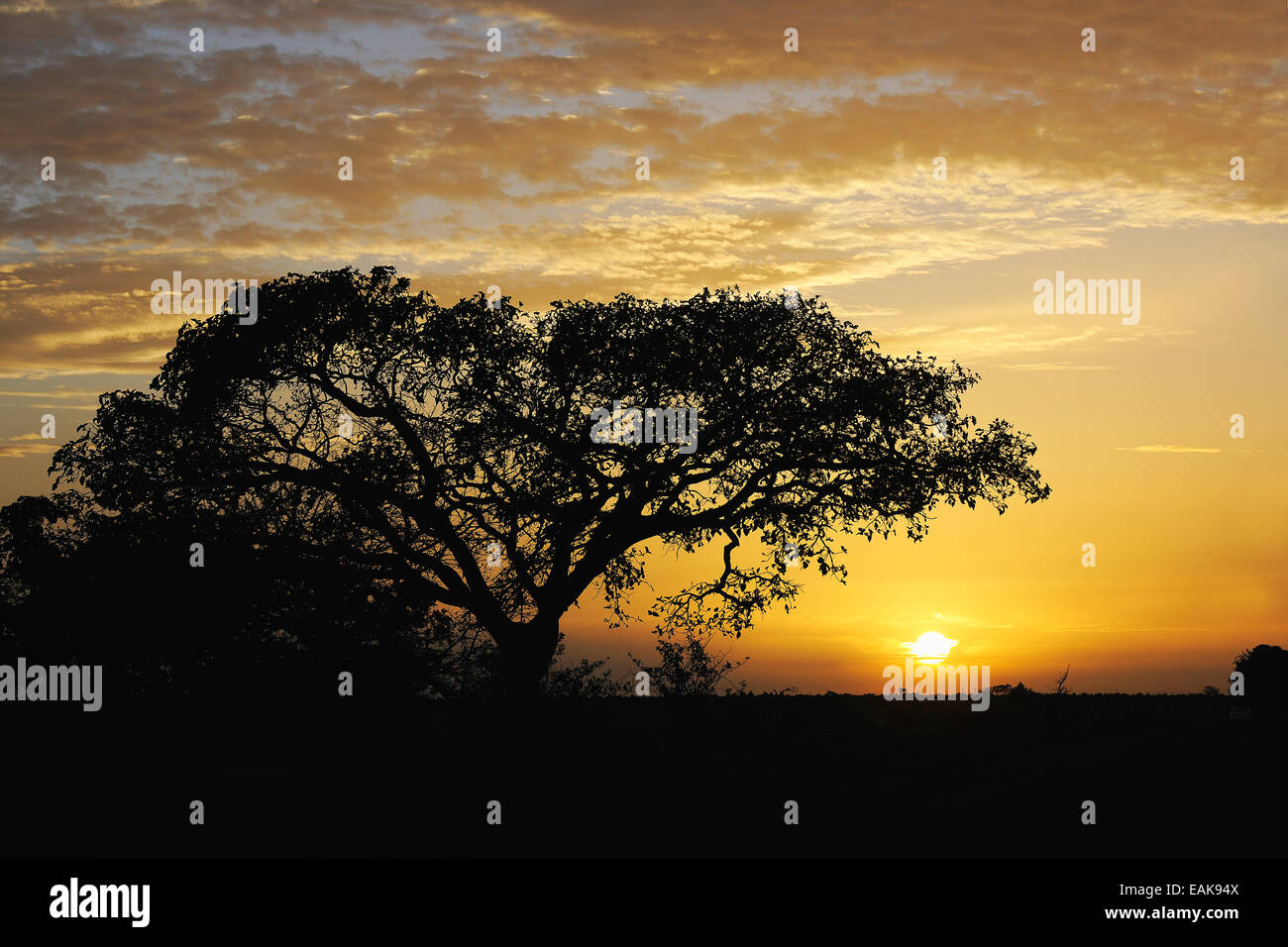 Paesaggio del Camerun centrale al tramonto, Regione di Adamawa, Camerun Foto Stock