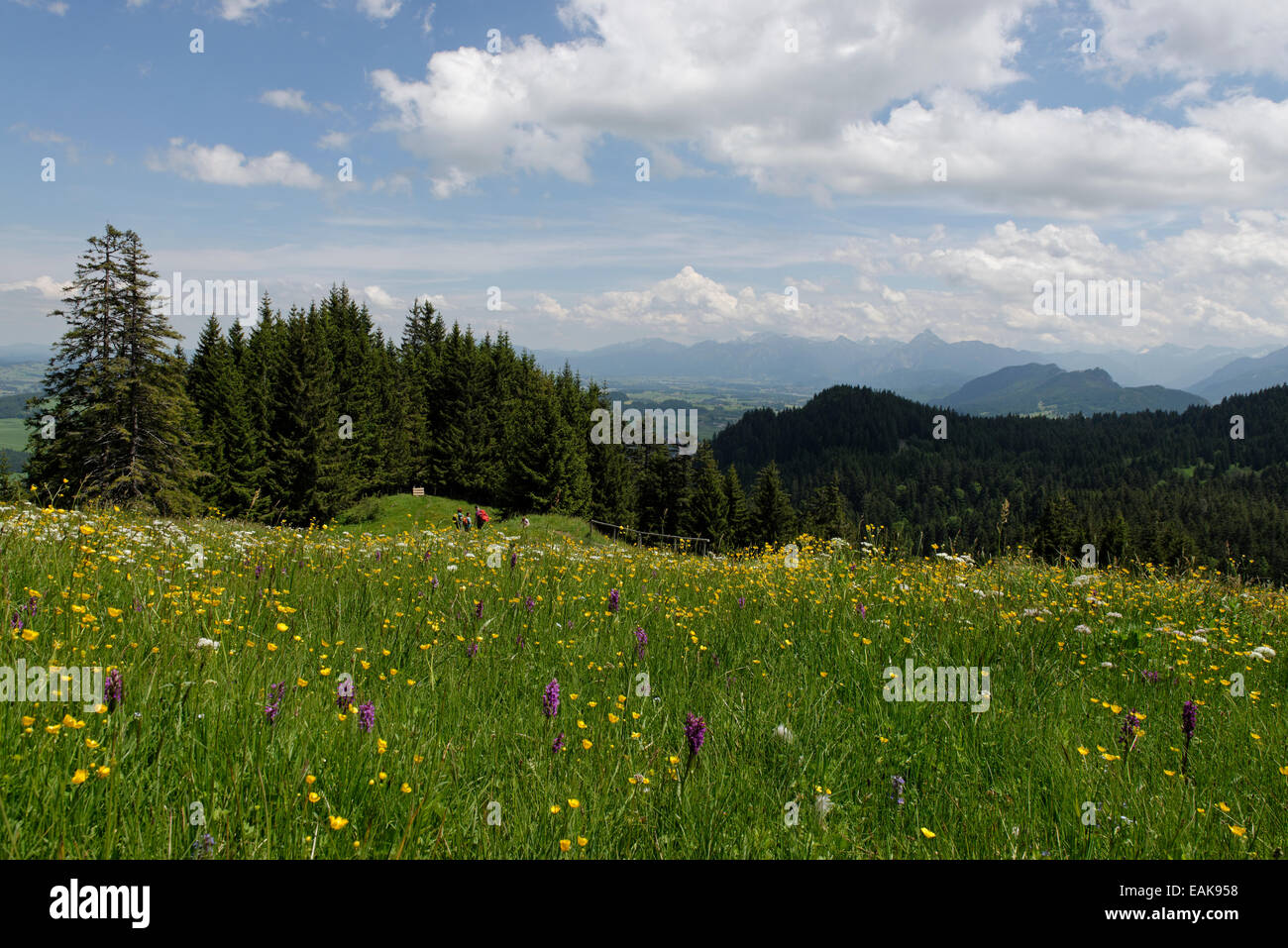 Flower prato con marzo orchidee, a Kappeler Alp sotto Mt Edelsberg e Mt, Alpspitze Kappeler Alp, Nesselwang, Svevia, Bavaria Foto Stock