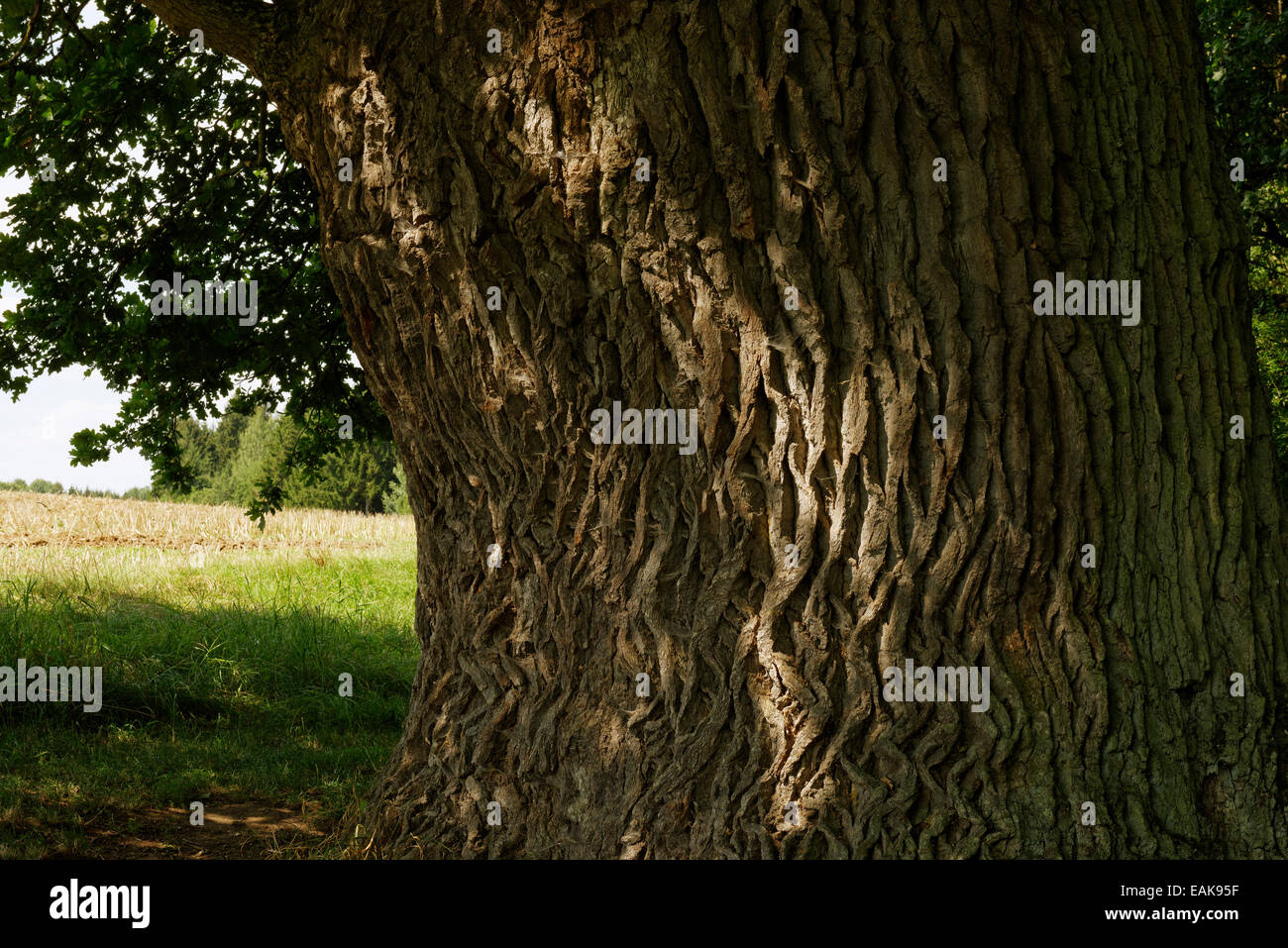 Vecchio tronco di quercia, grande quercia o millenaria quercia (Quercus sp.), monumento naturale, Naturpark Altmühltal, Altmannstein, Bavaria Foto Stock