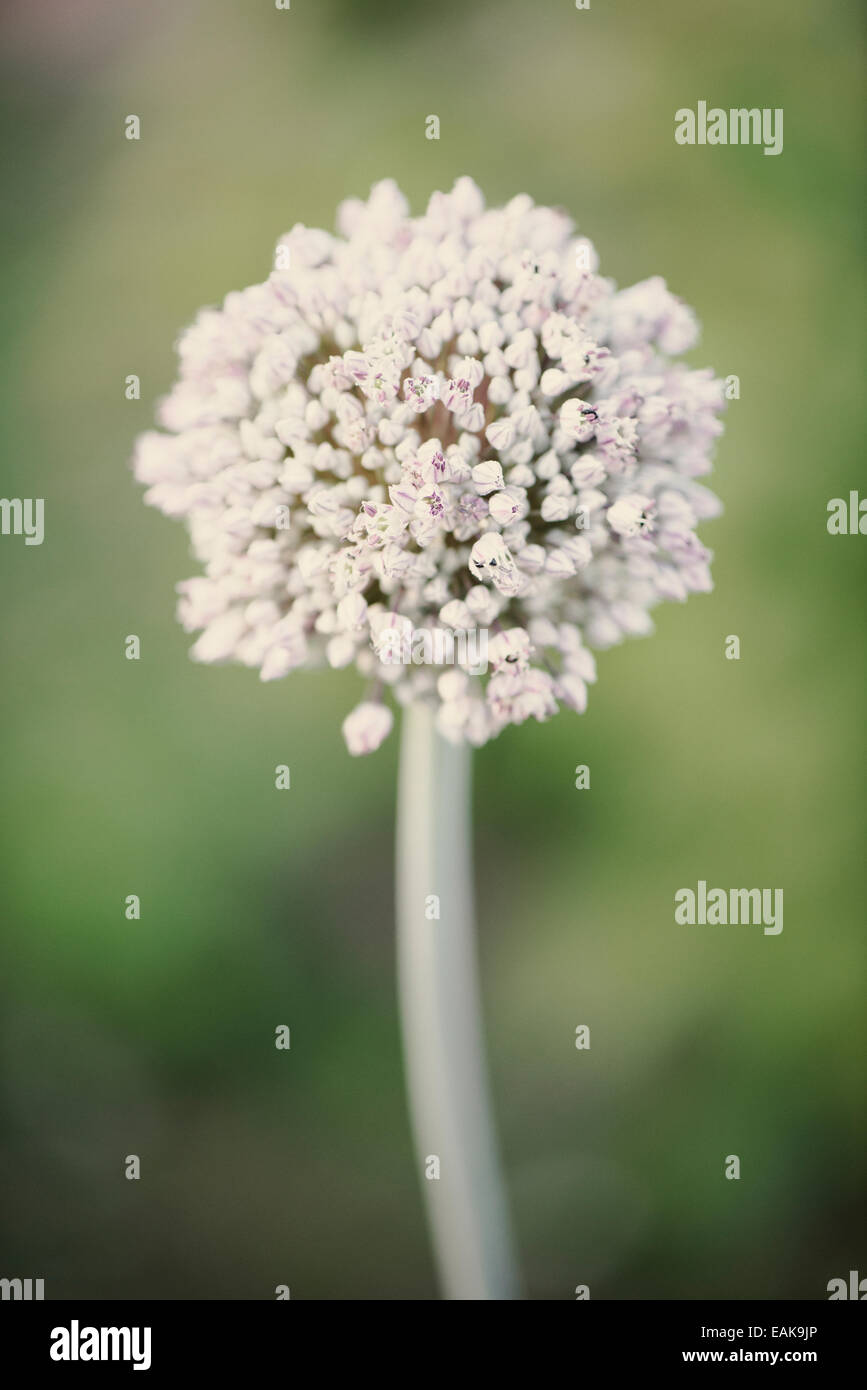Tranquilla estate natura scena, close up fiore nel giardino. Foto Stock