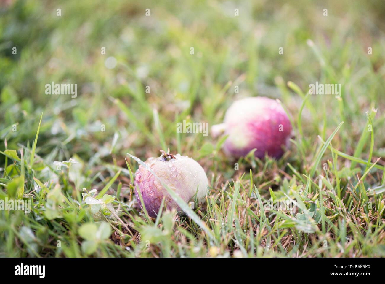 Due mele caduti sul bagnato erba di autunno Foto Stock