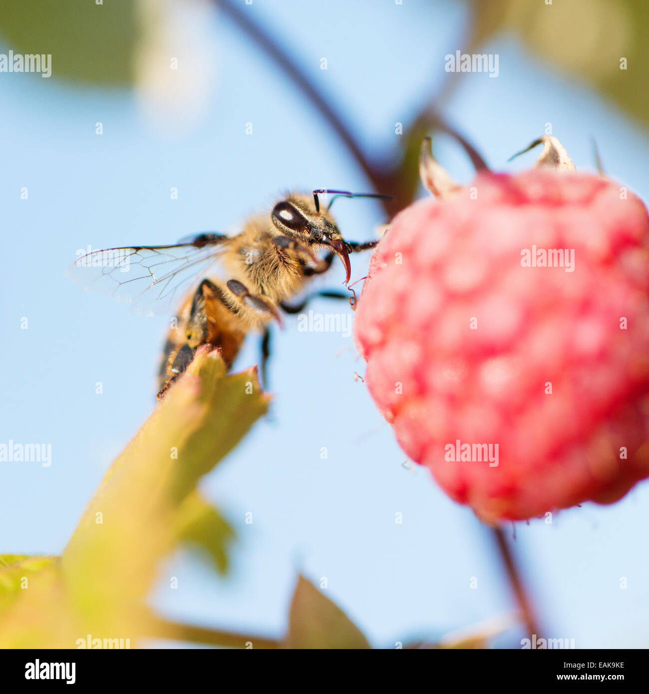 Close up di bee e mature di lampone su bush nel giardino. Foto Stock