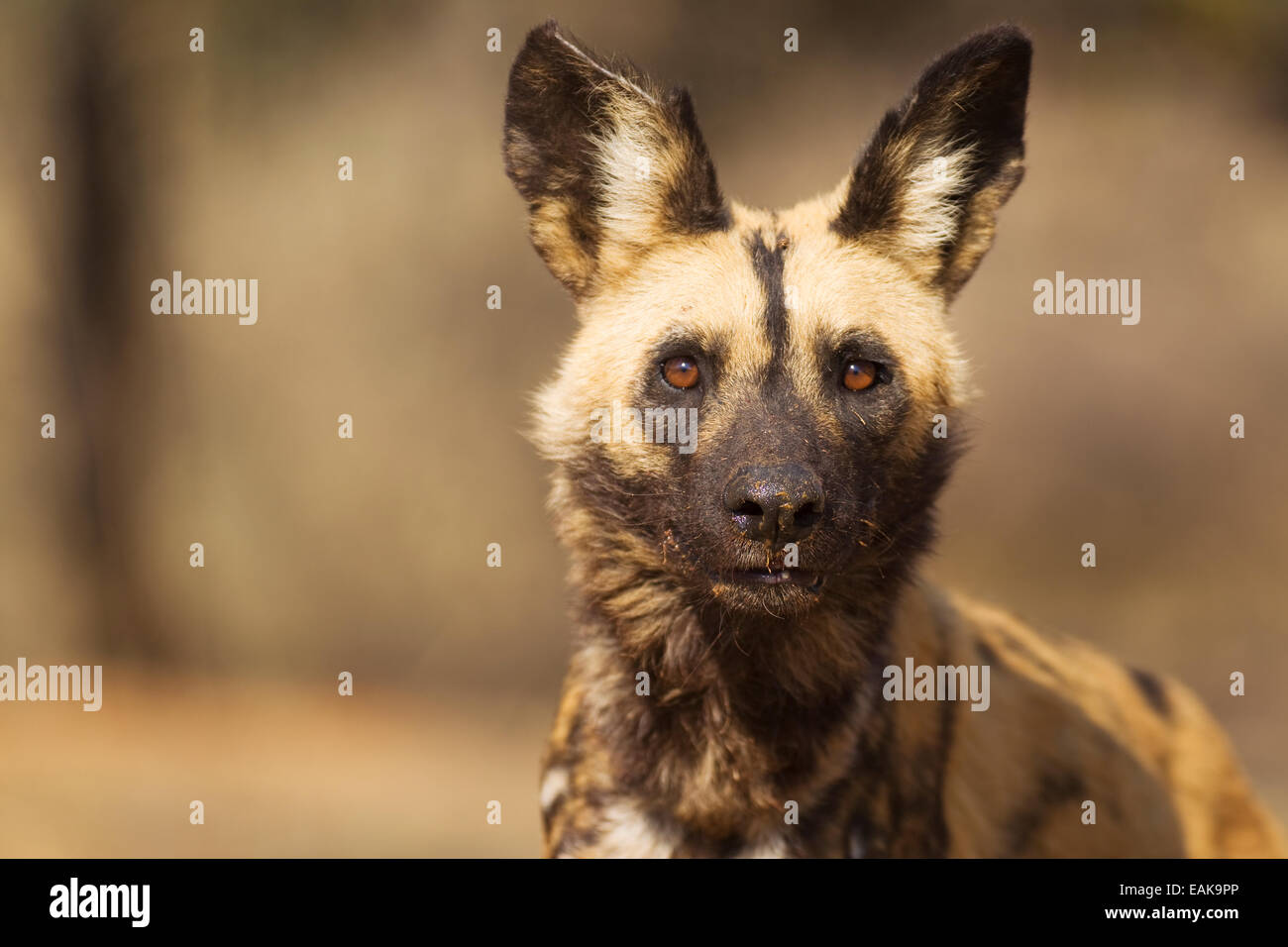 African Wild Dog (Lycaon pictus), prigionieri Harnas Wildlife Foundation, Namibia Foto Stock