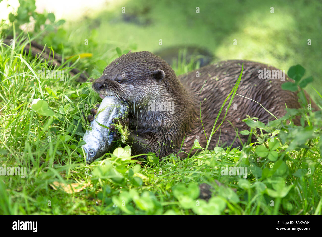 Asian corto-artigliato Lontra (Aonyx cinerea) mangiando un pesce, northwood, Christchurch, regione di Canterbury, Nuova Zelanda Foto Stock