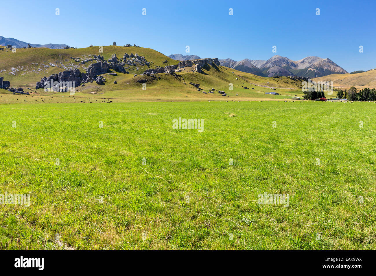 La Collina del Castello Area di Conservazione, regione di Canterbury, Nuova Zelanda Foto Stock