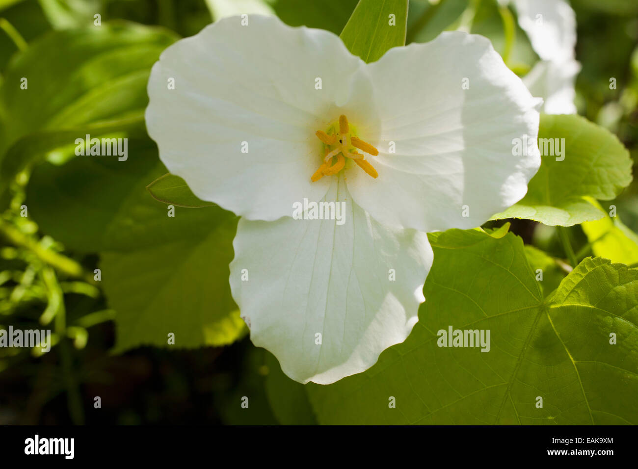 Western Wake Robin, Pacific Trillium o Western White Trillium (Trillium ovatum), fiore, Provincia di Quebec, Canada Foto Stock