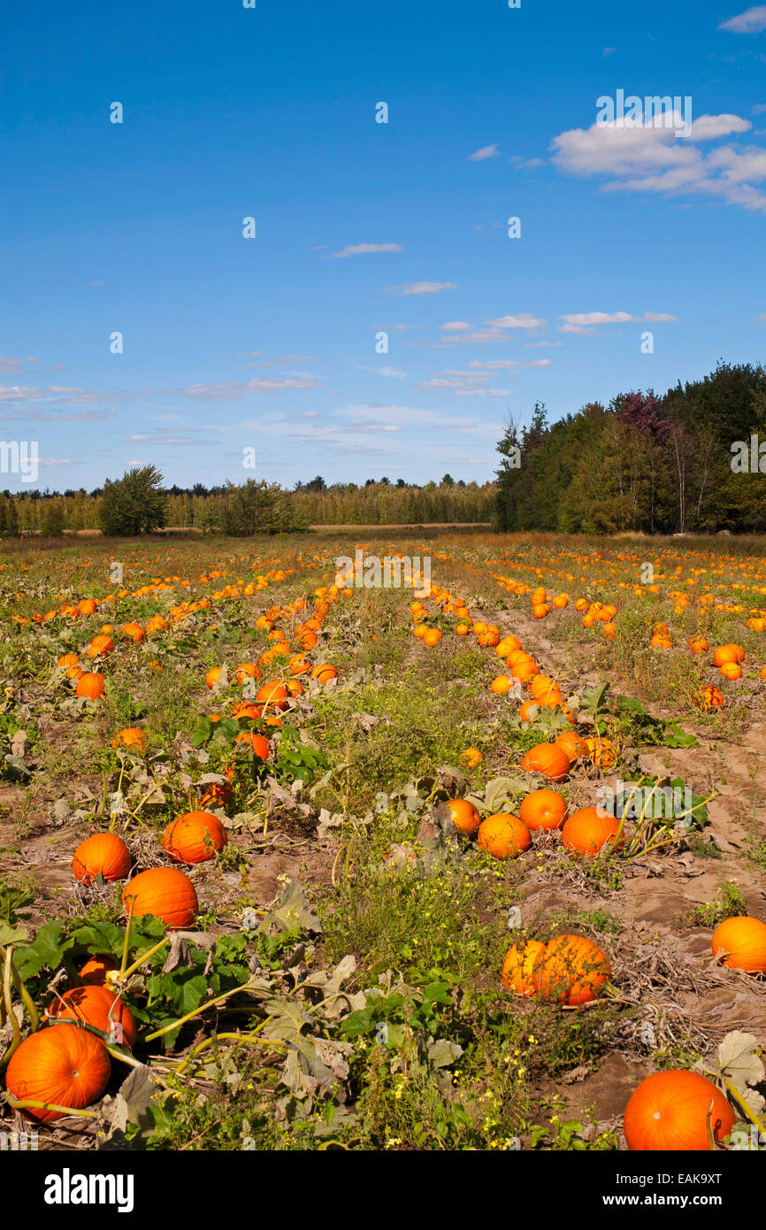 Zucche in campo al momento del raccolto, Granby, Eastern Townships, Provincia di Quebec, Canada Foto Stock
