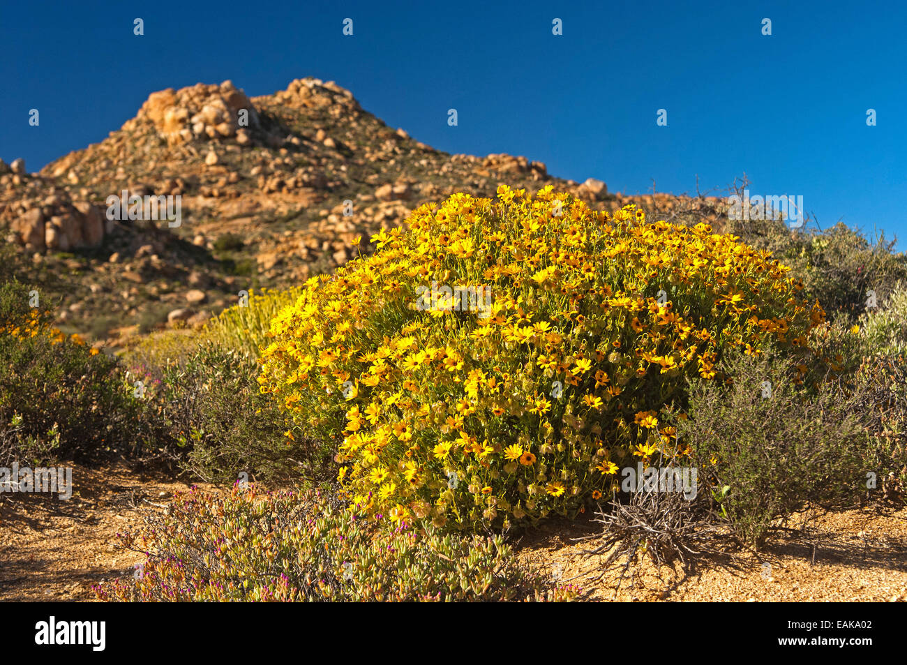 Fiori gialli del Skaapbos arbusto, African Daisy, South African Daisy o Cape Daisy (Tripteris oppositifolia), Namaqualand Foto Stock
