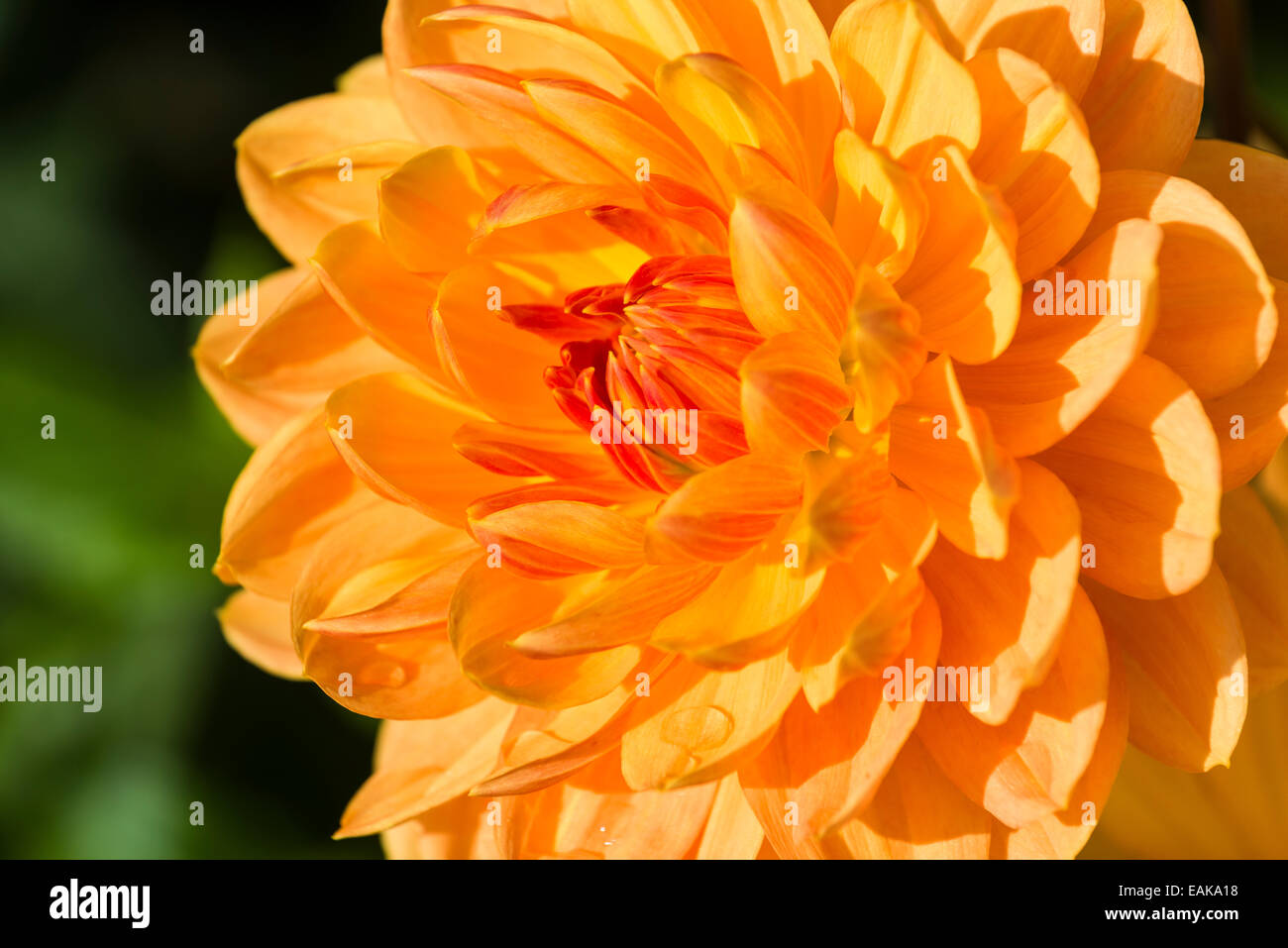 Il fiore di una dalia "Rancho' Foto Stock