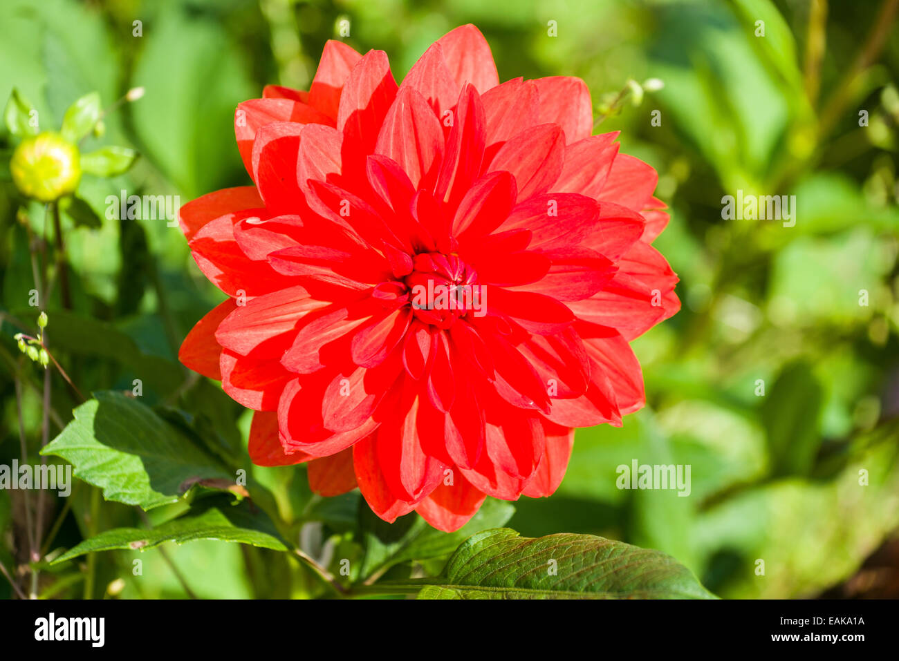 Il fiore di una dalia 'Stadt Spremberg', Heidenau, Bassa Sassonia, Germania Foto Stock