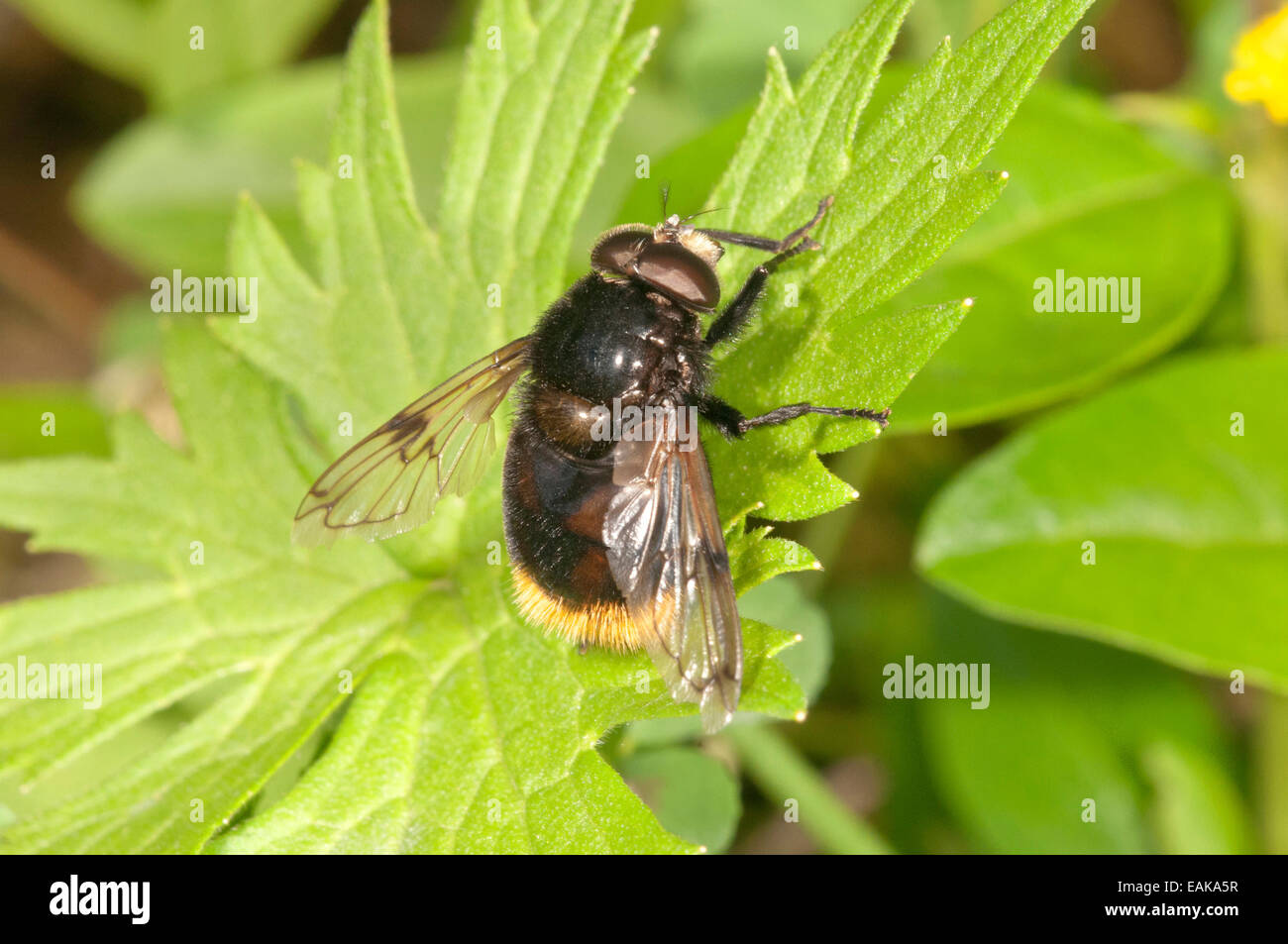 Grandi Hoverfly (Volucella bombylans), Baden-Württemberg, Germania Foto Stock