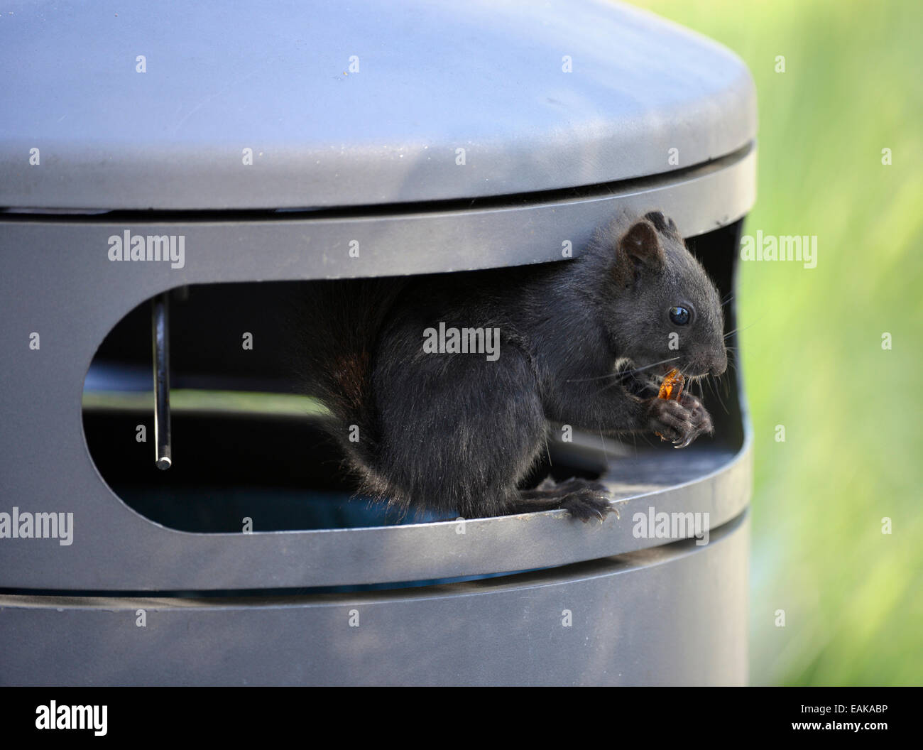 Scoiattolo (Sciurus vulgaris), melanistic animale con pelo nero, seduti in un cestino della spazzatura e mangiare Cola una bottiglia di vino le gengive, rifiuti Foto Stock