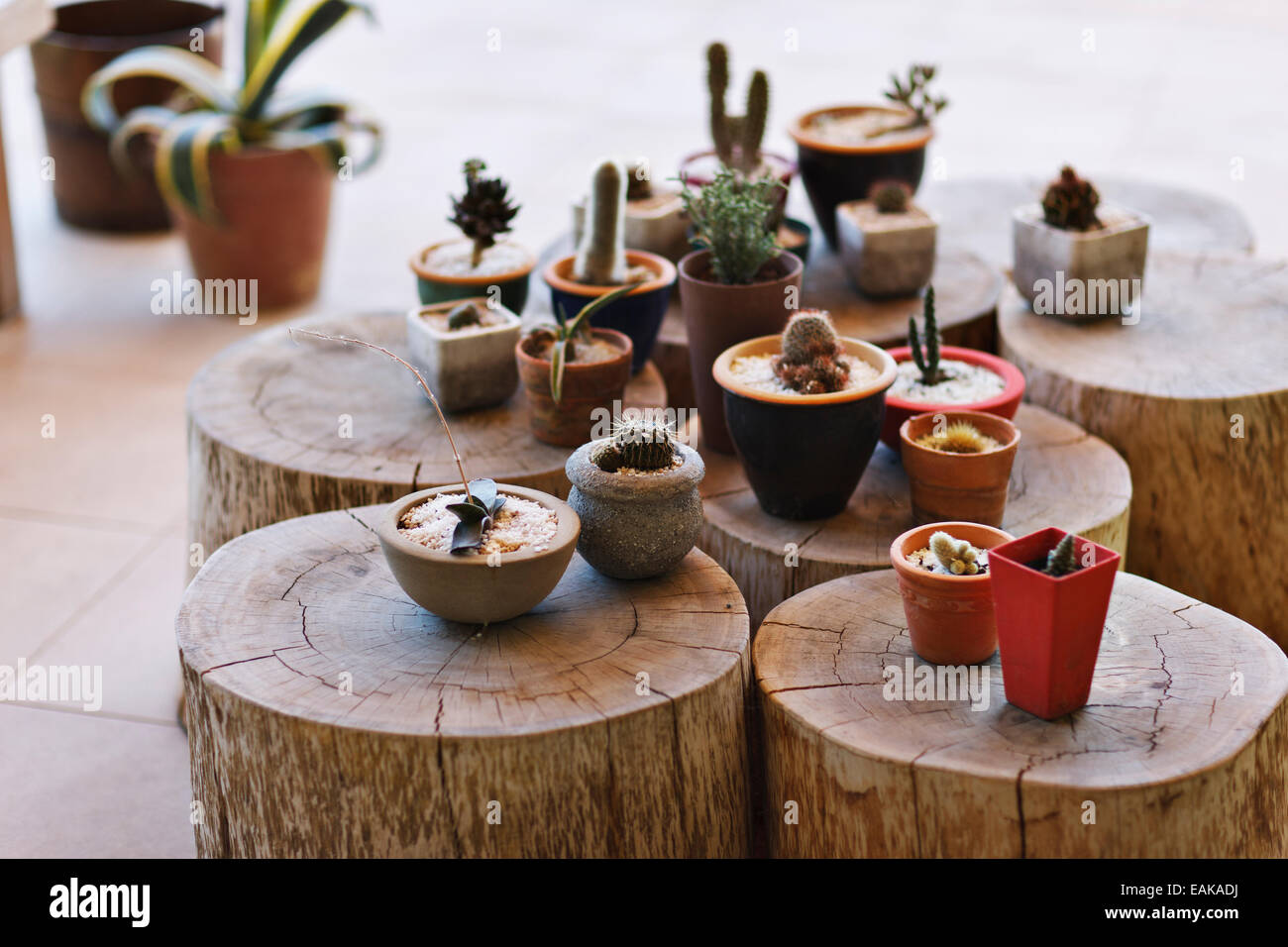 Piccoli vasi con diversi cactus sui monconi Foto Stock