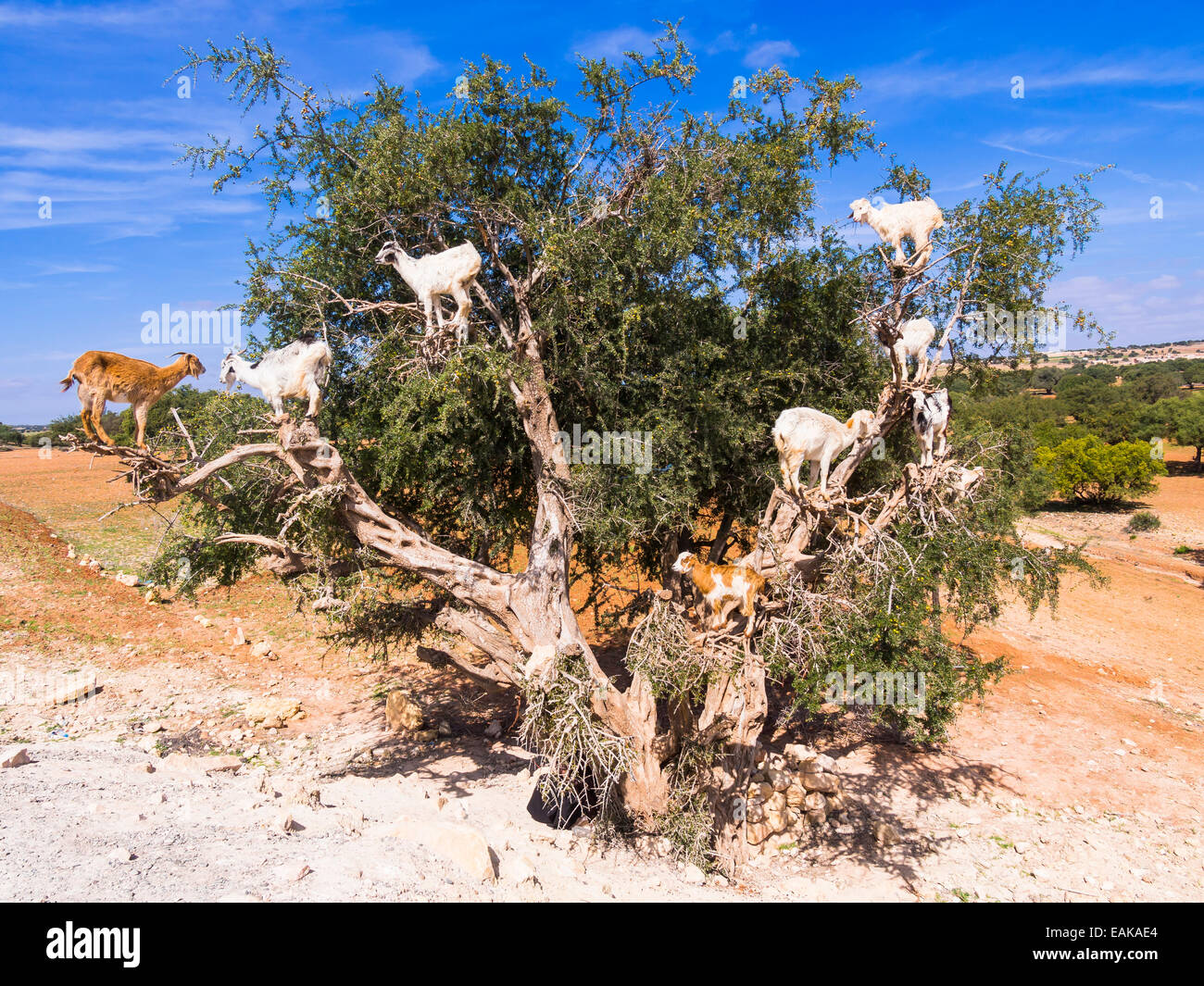 Caprini (Capra) alimentazione su frutti di Argan o dadi di Argan su un albero di Argan (Argania spinosa, Chouaker, Provincia di Essaouira Foto Stock
