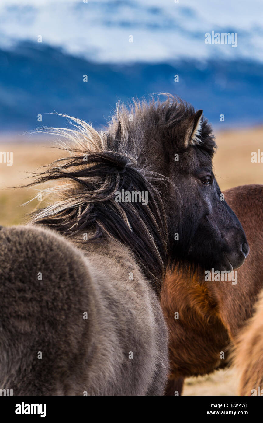 Cavallo islandese, vista posteriore, Vik, Islanda Foto Stock
