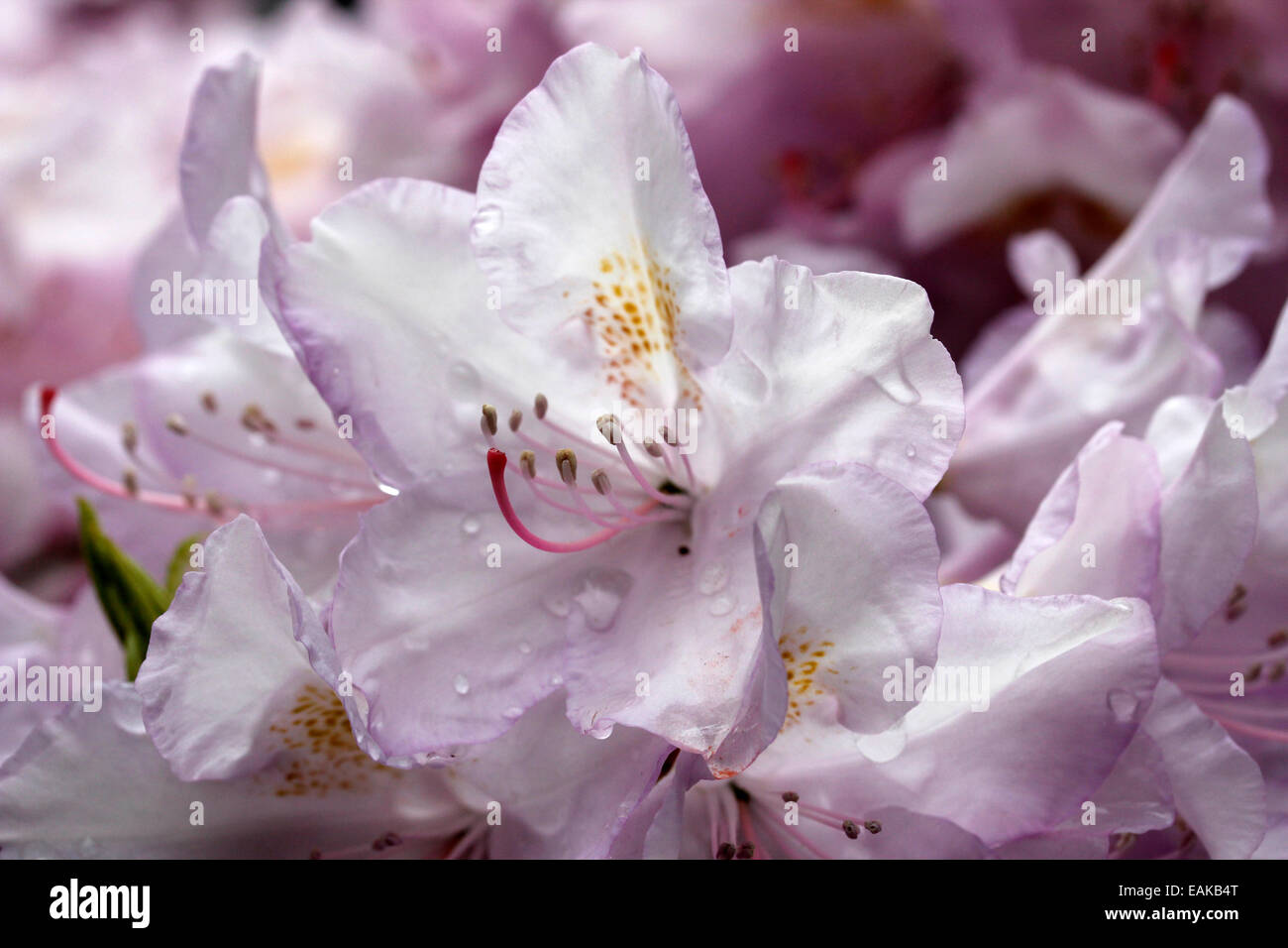 Rhododendron (Rhododendron), fioritura, Nord Reno-Westfalia, Germania Foto Stock