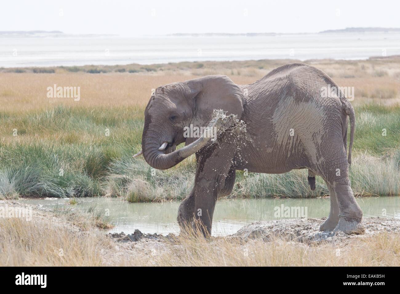 Elefante africano (Loxodonta africana) spruzzato con acqua, il Parco Nazionale di Etosha, Namibia Foto Stock