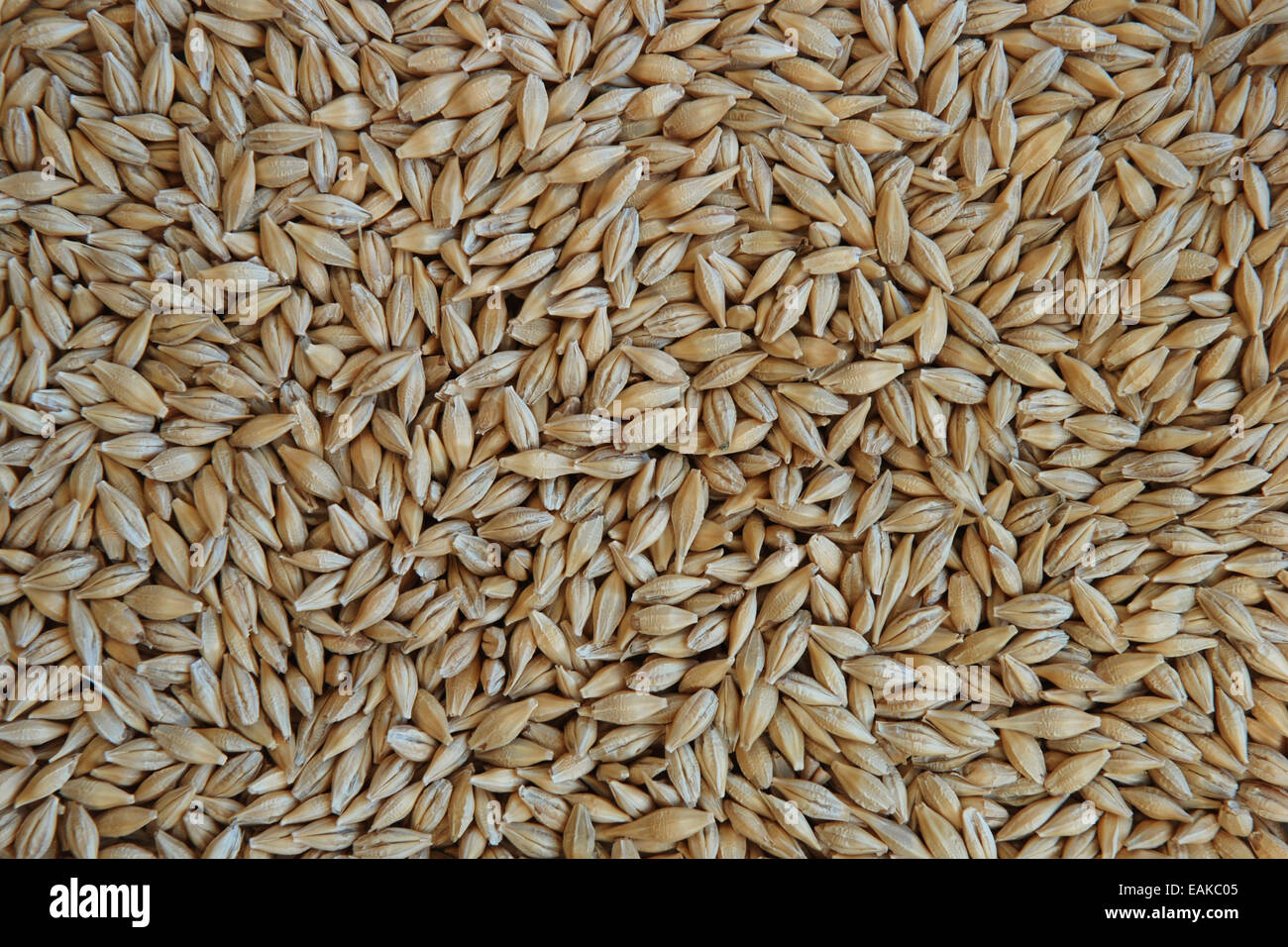 Chicchi d'orzo Foto Stock