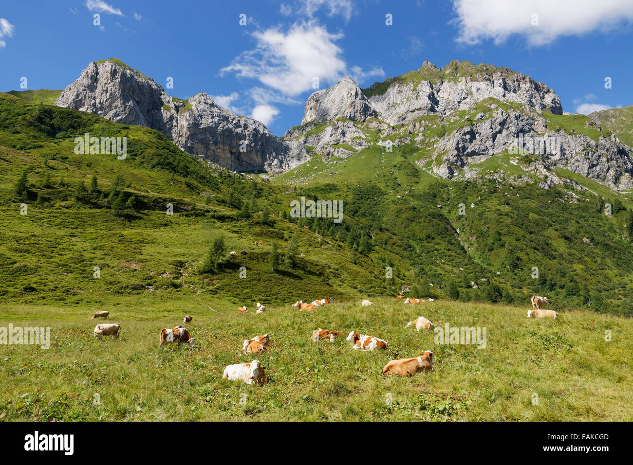 Vacche su un alpeggio, Hochalpl montagne e Weisssteinspitze di montagna, le Alpi Carniche, Lesachtal, Bezirk Hermagor, Kärnten Foto Stock