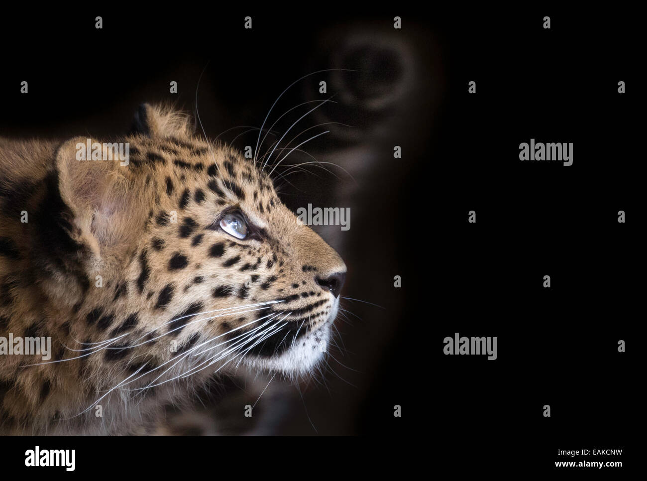 Femmina di Amur leopard cub (close-up) Foto Stock