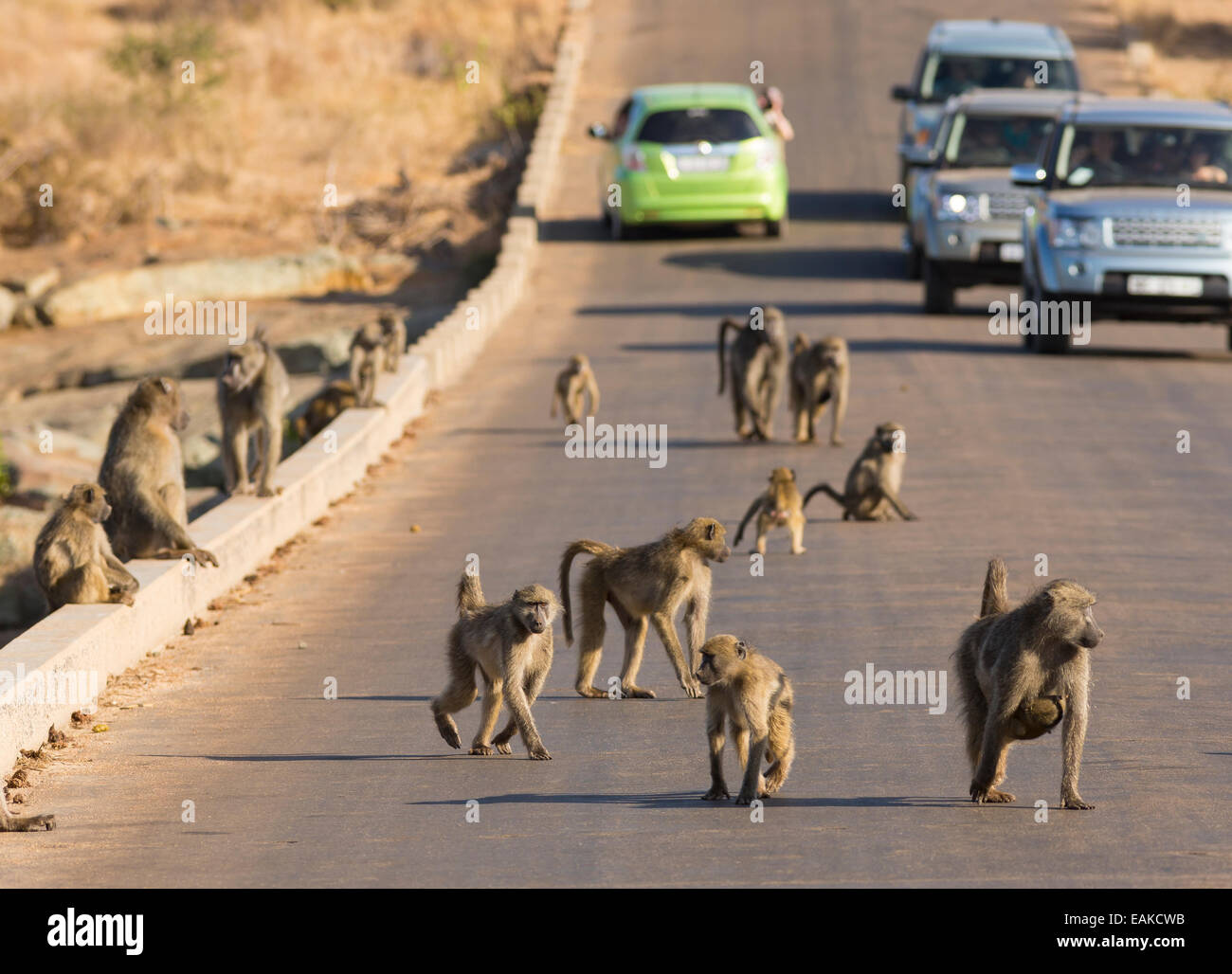 Parco Nazionale di Kruger, SUD AFRICA - babbuini su strada con vetture. Foto Stock