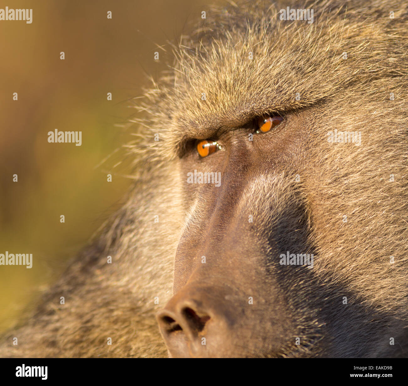 Parco Nazionale di Kruger, SUD AFRICA - in prossimità della faccia di babbuino. Foto Stock