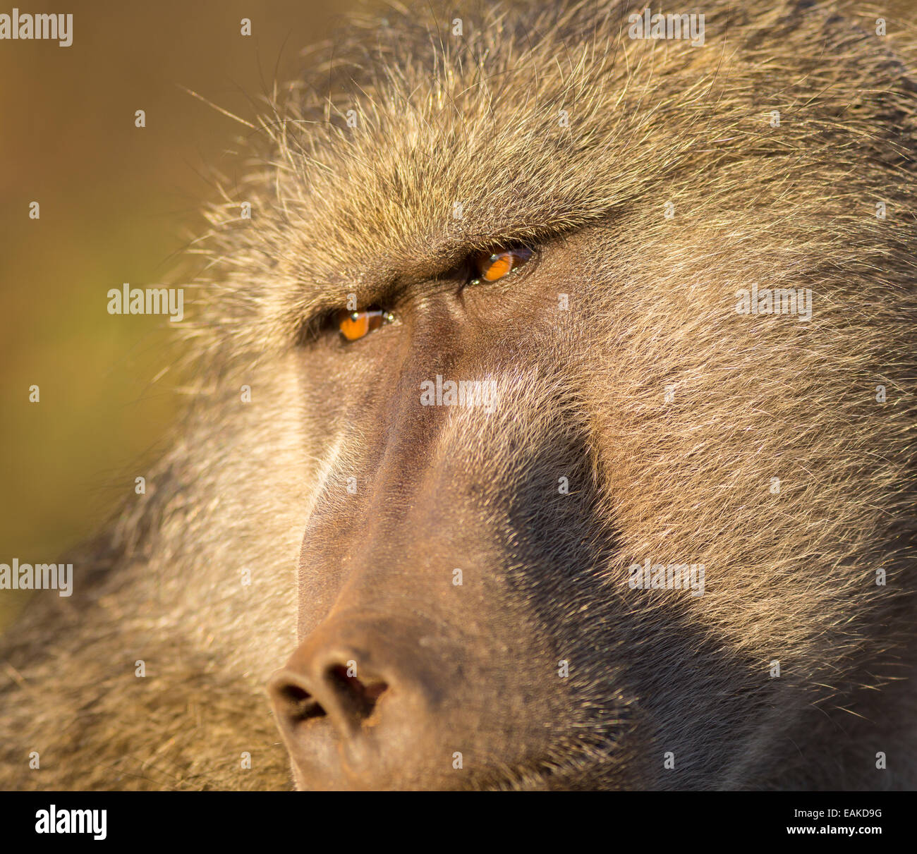 Parco Nazionale di Kruger, SUD AFRICA - in prossimità della faccia di babbuino. Foto Stock