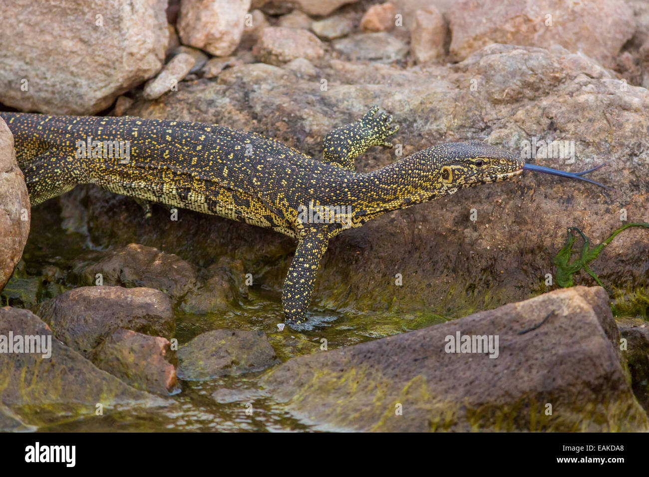 Parco Nazionale di Kruger, SUD AFRICA - monitor del Nilo (Varanus niloticus) sulle rocce. Foto Stock