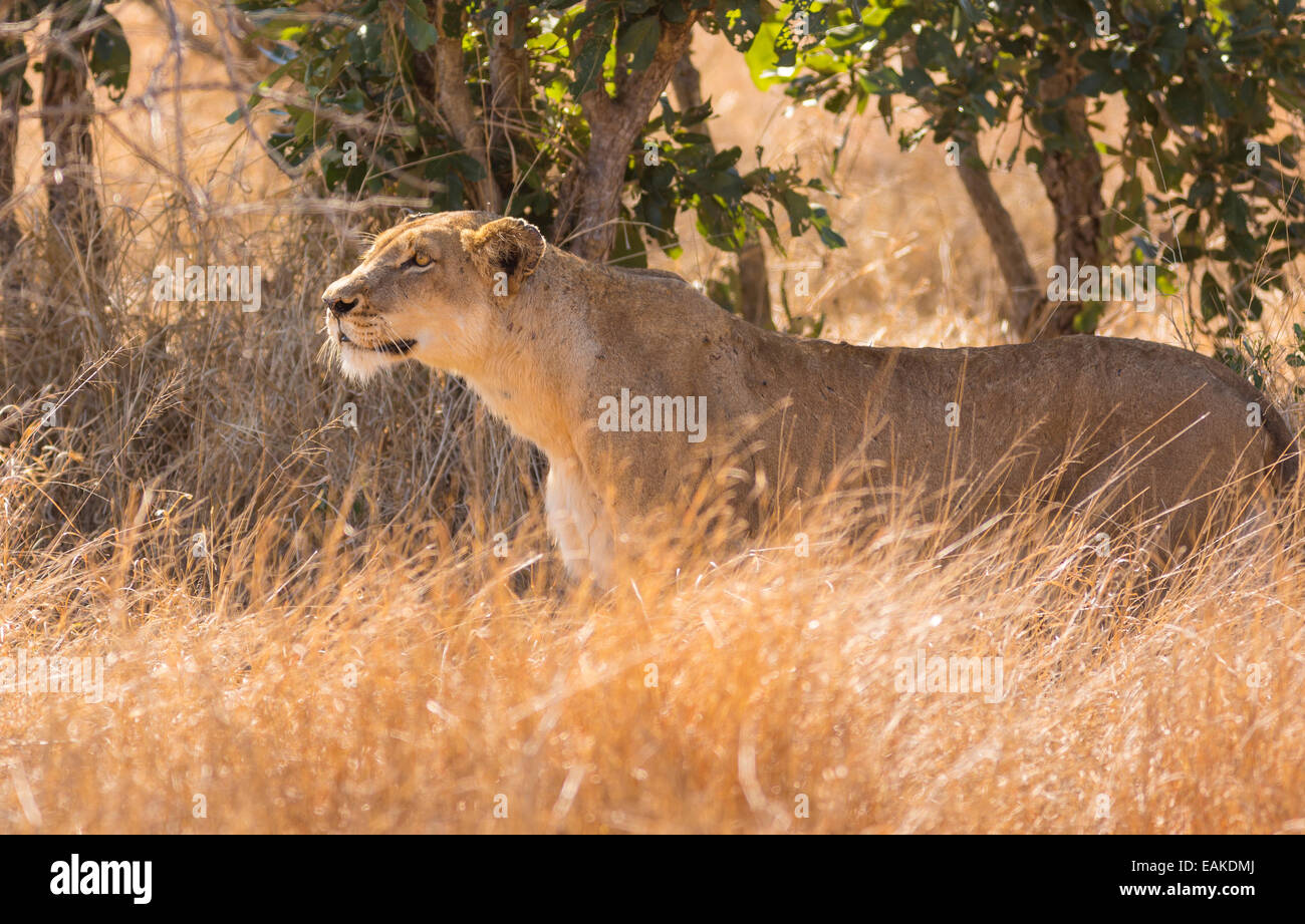Parco Nazionale di Kruger, SUD AFRICA - Leonessa stalking preda in erba alta durante la caccia. Foto Stock