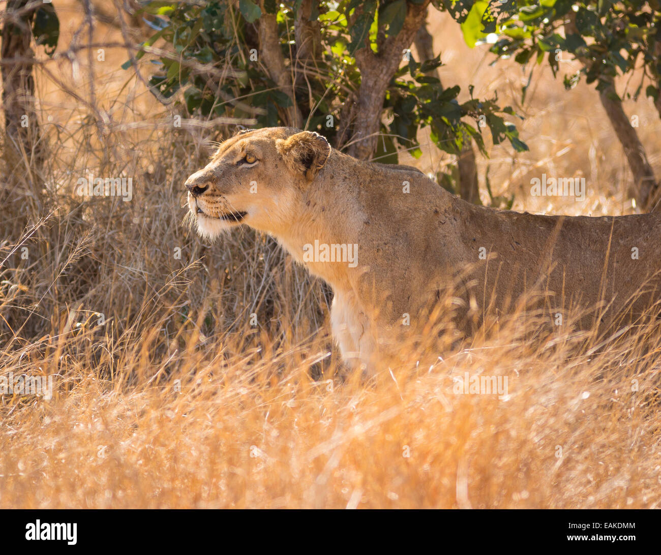 Parco Nazionale di Kruger, SUD AFRICA - Leonessa stalking preda in erba alta durante la caccia. Foto Stock