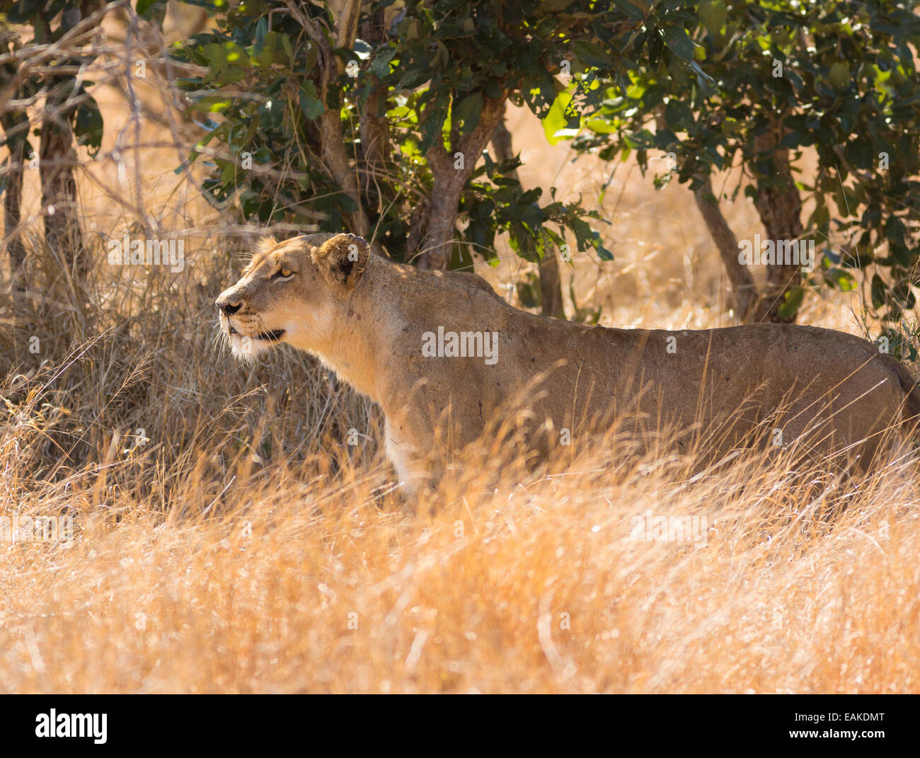Parco Nazionale di Kruger, SUD AFRICA - Leonessa stalking preda in erba alta durante la caccia. Foto Stock