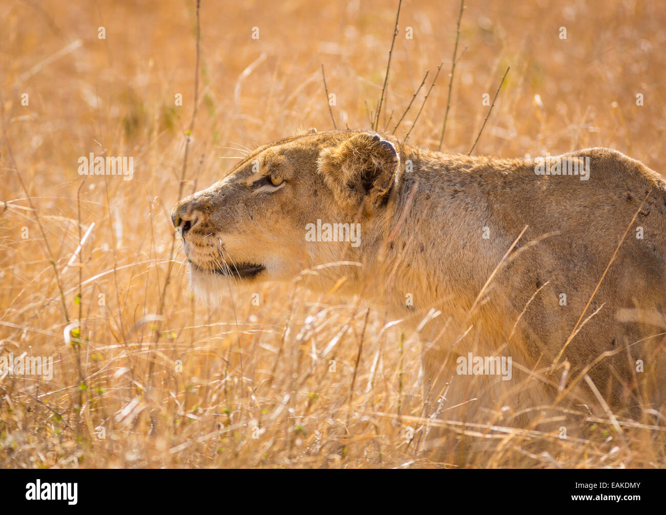 Parco Nazionale di Kruger, SUD AFRICA - Leonessa stalking preda in erba alta durante la caccia. Foto Stock