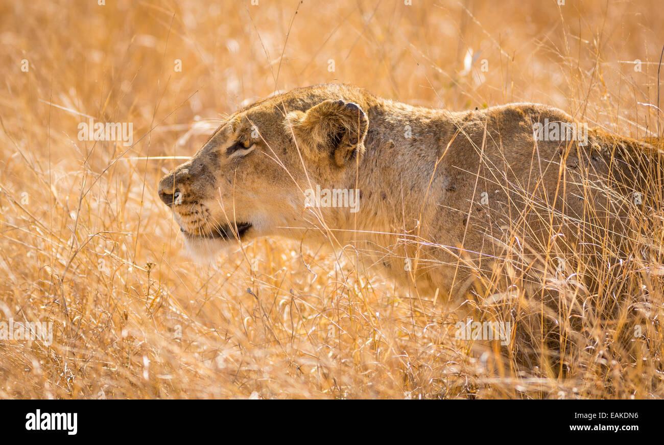 Parco Nazionale di Kruger, SUD AFRICA - Leonessa stalking preda in erba alta durante la caccia. Foto Stock