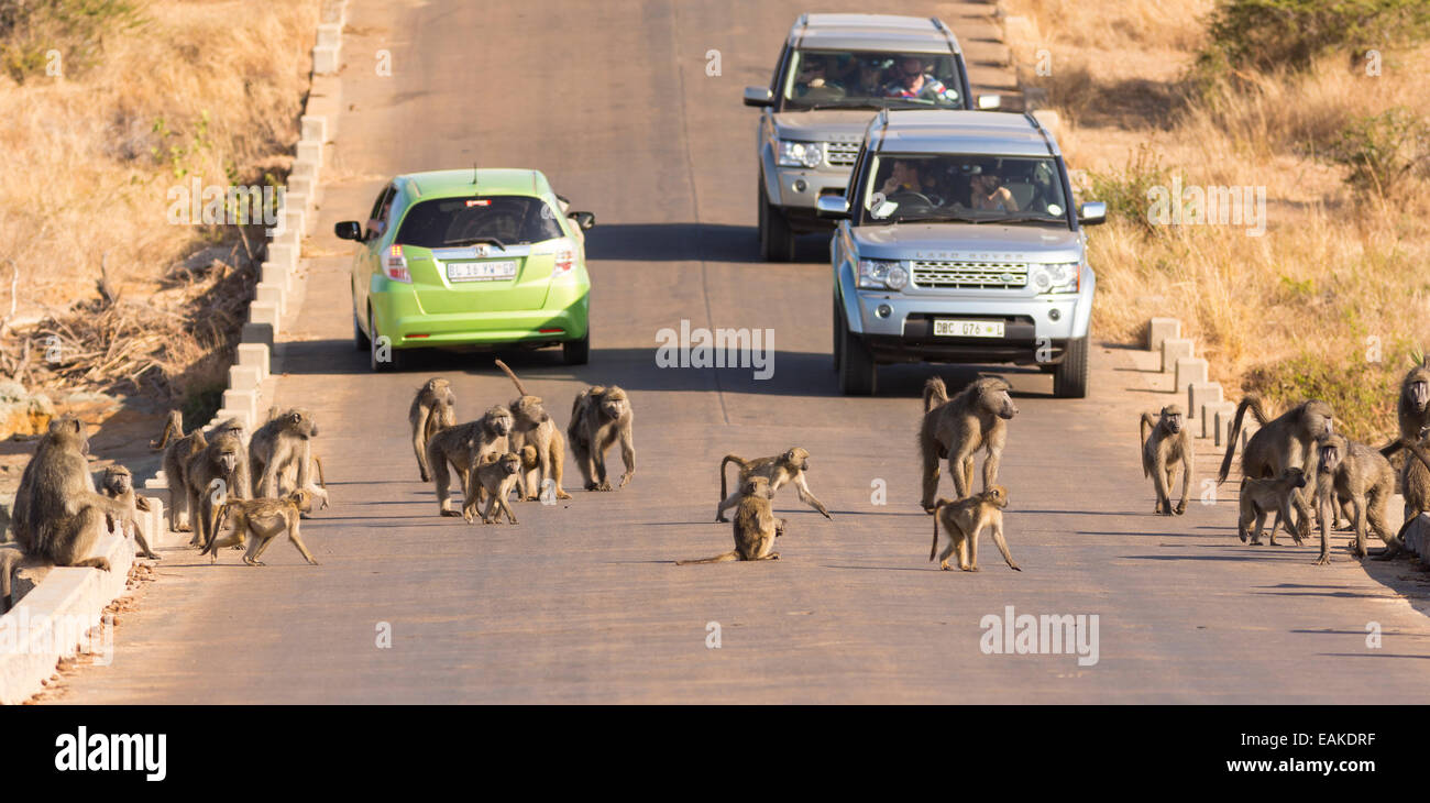 Parco Nazionale di Kruger, SUD AFRICA - truppa di babbuini su strada con vetture. Foto Stock