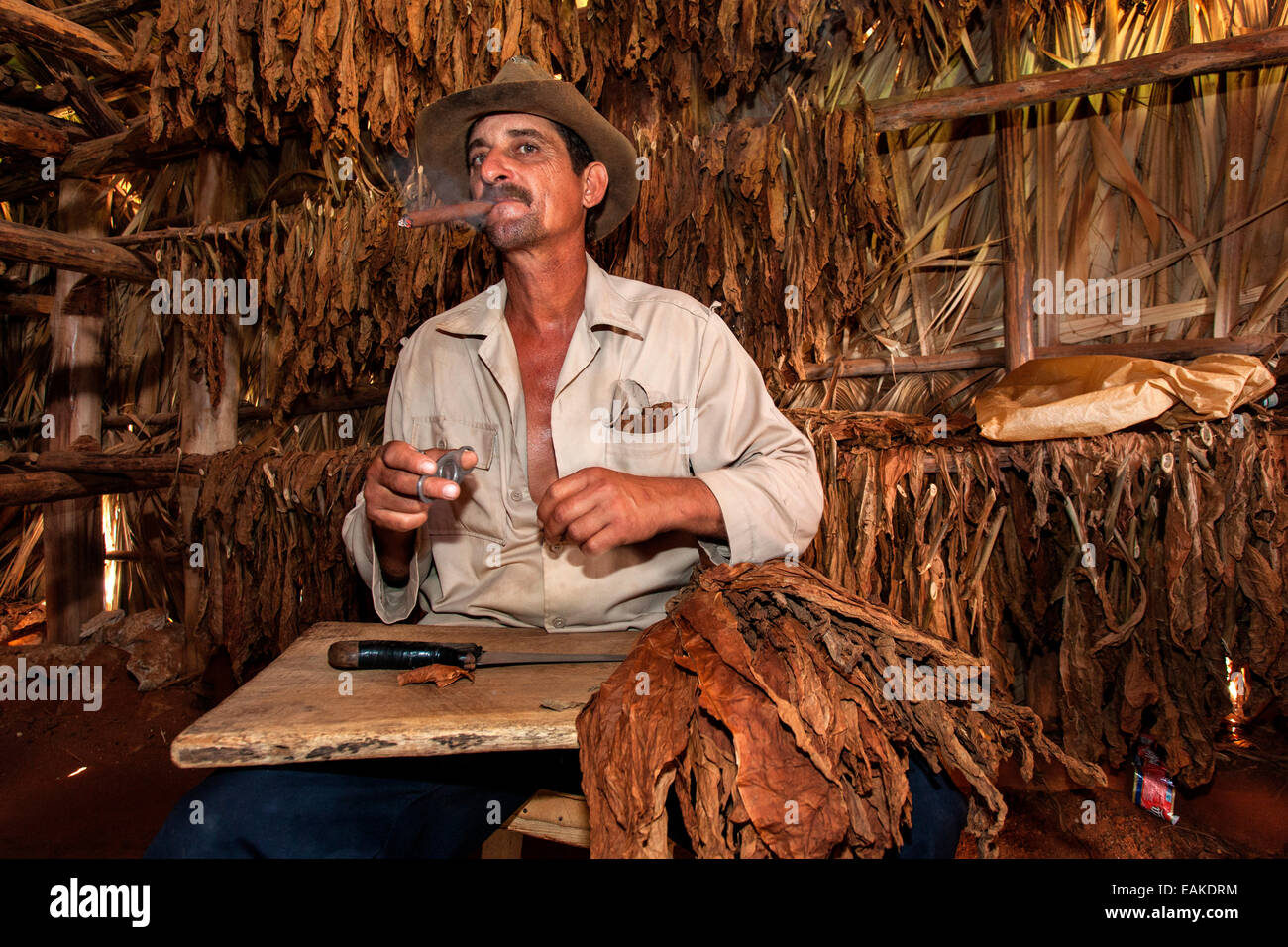 Coltivatore di tabacco di fumare un sigaro in un capannone di tabacco, Valle di Viñales, Cuba Foto Stock