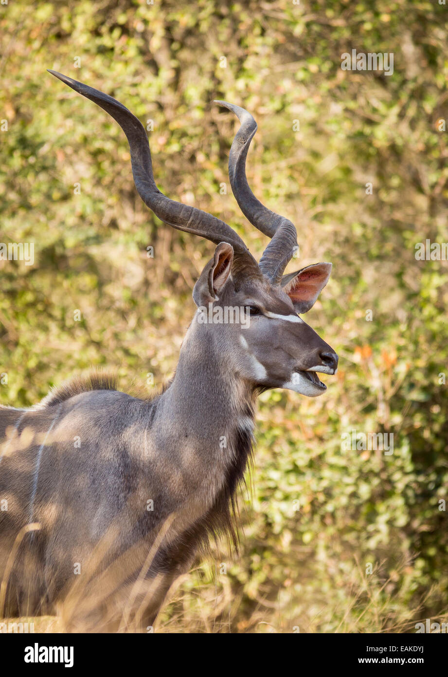 Parco Nazionale di Kruger, SUD AFRICA - Kudu Foto Stock