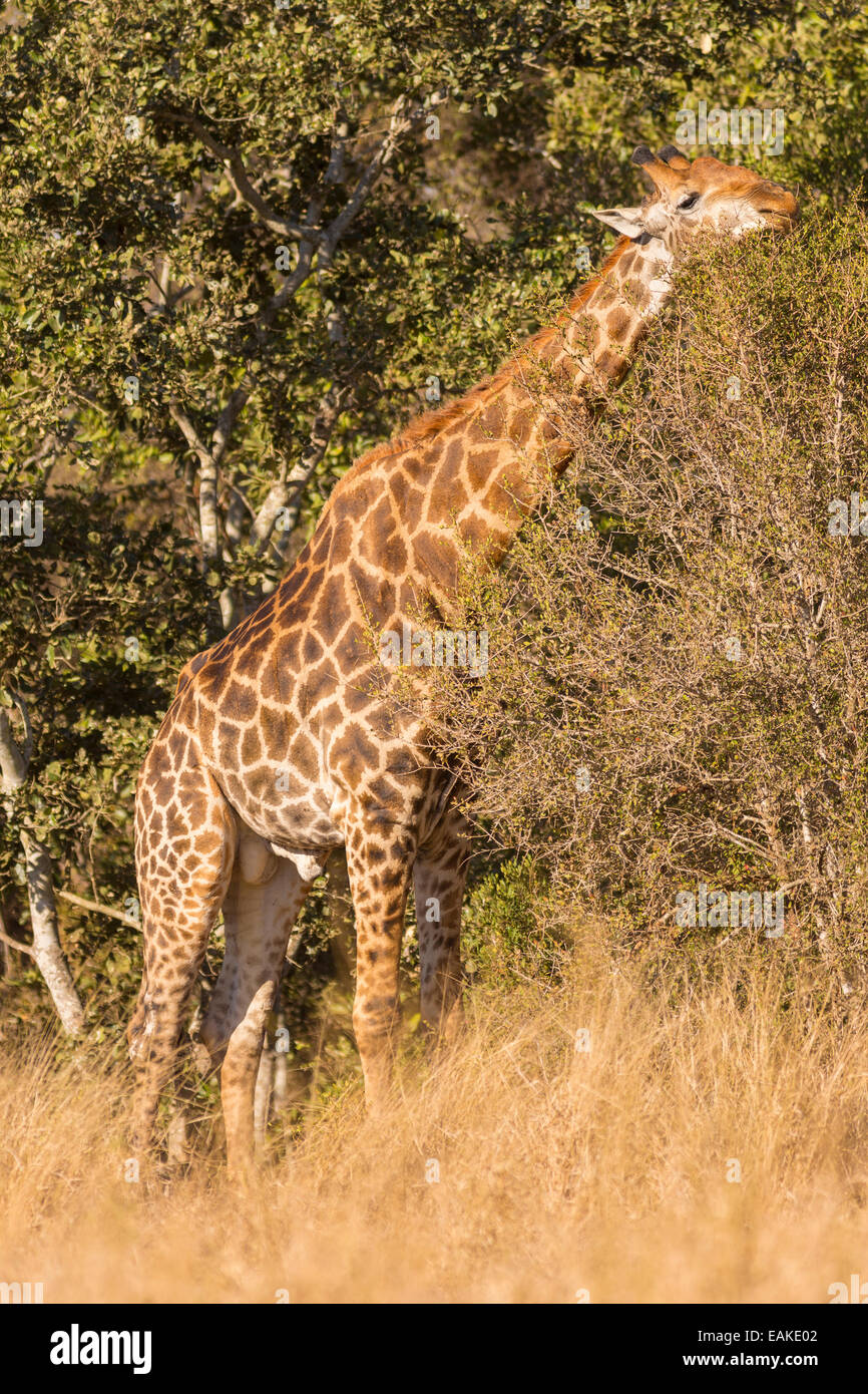 Parco Nazionale di Kruger, SUD AFRICA - Una giraffa di alimentazione su alberi di Bushveld. Foto Stock