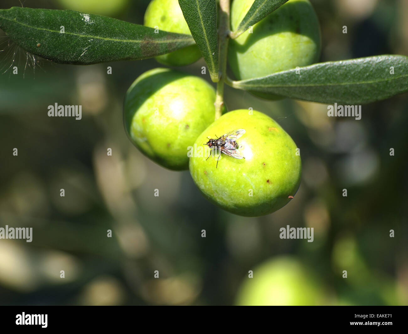 Oliva frutta insetti pericolosi,mosca olearia Foto Stock