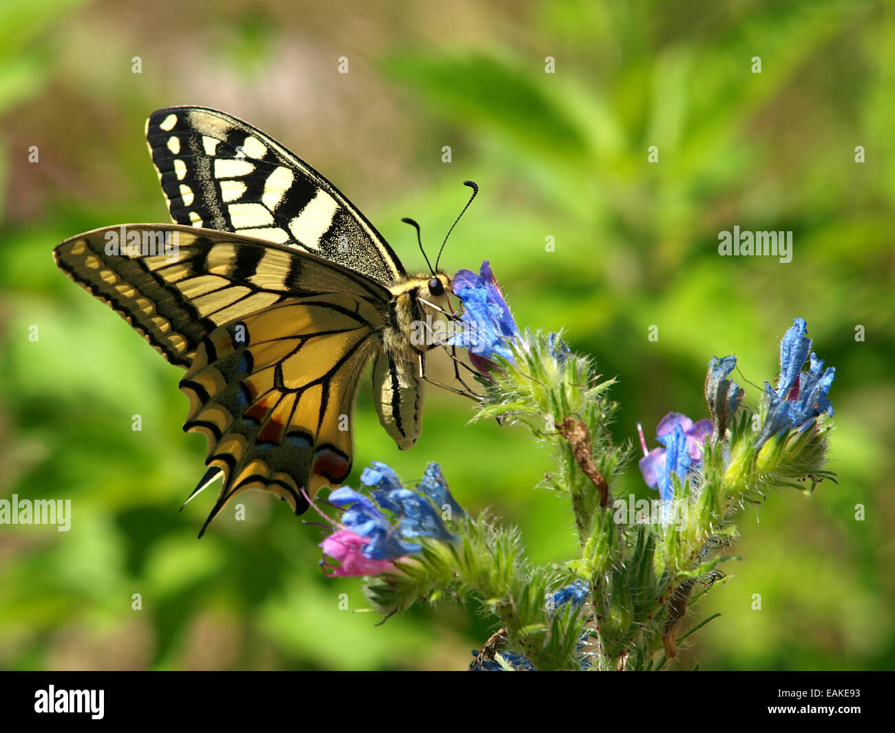 Farfalla sul fiore blu Foto Stock
