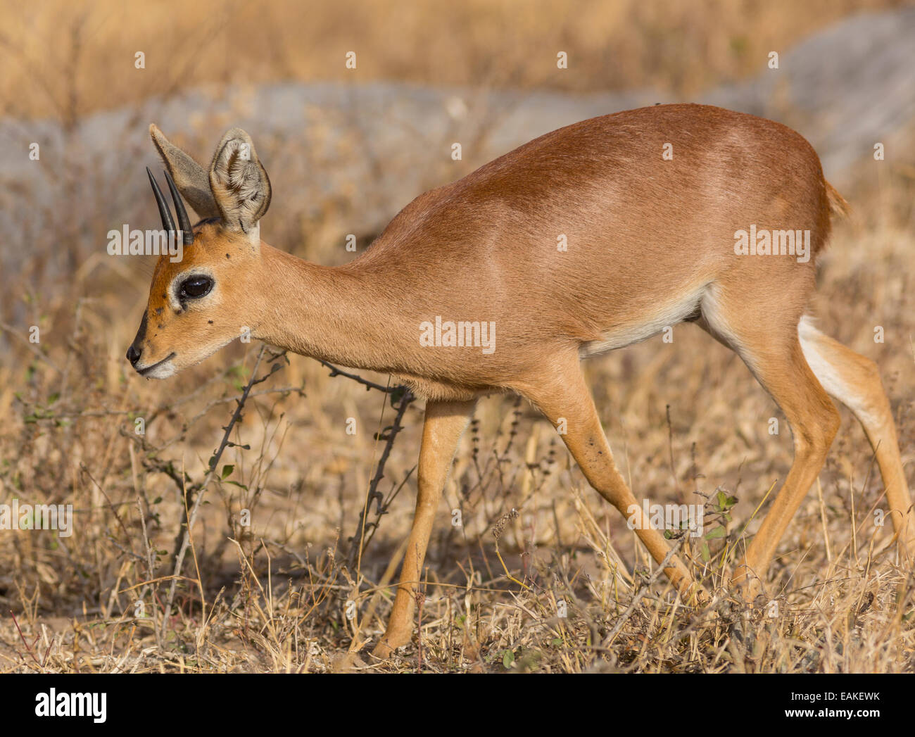 Parco Nazionale di Kruger, SUD AFRICA - Steenbok, una piccola antilope. Raphicerus campestris Foto Stock
