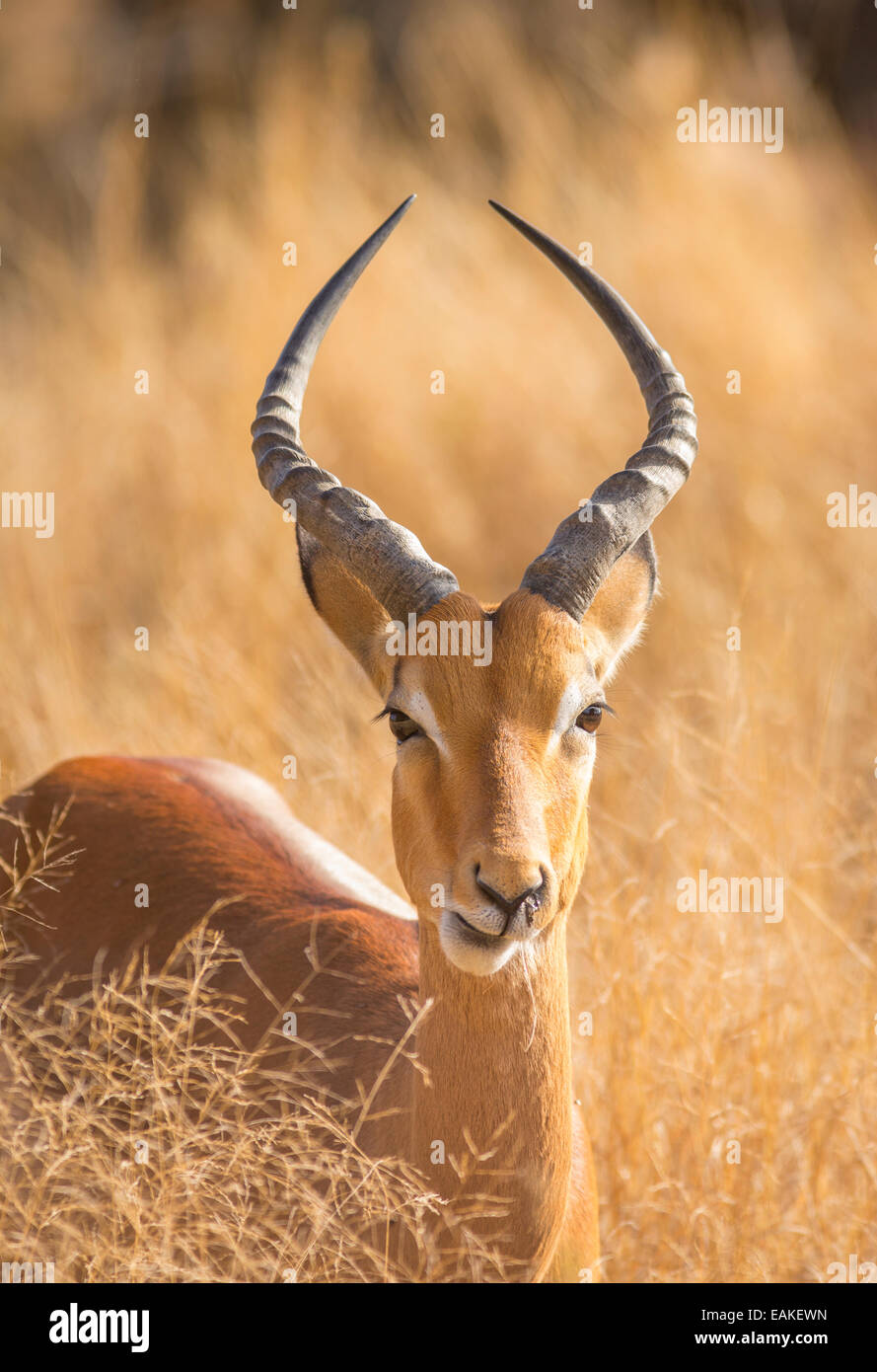 Parco Nazionale di Kruger, SUD AFRICA - Maschio impala Aepyceros melampus Foto Stock