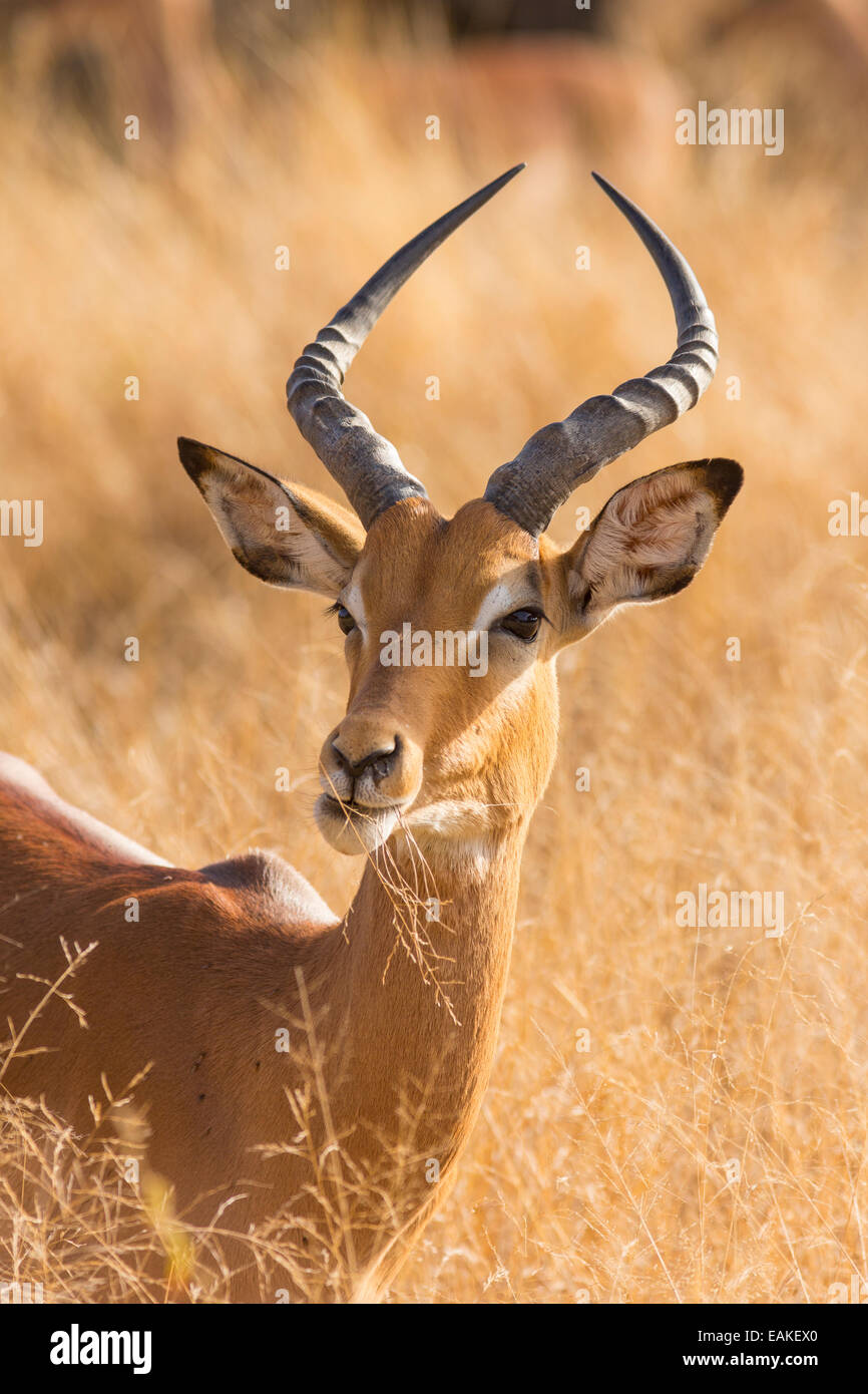 Parco Nazionale di Kruger, SUD AFRICA - Maschio impala Aepyceros melampus Foto Stock