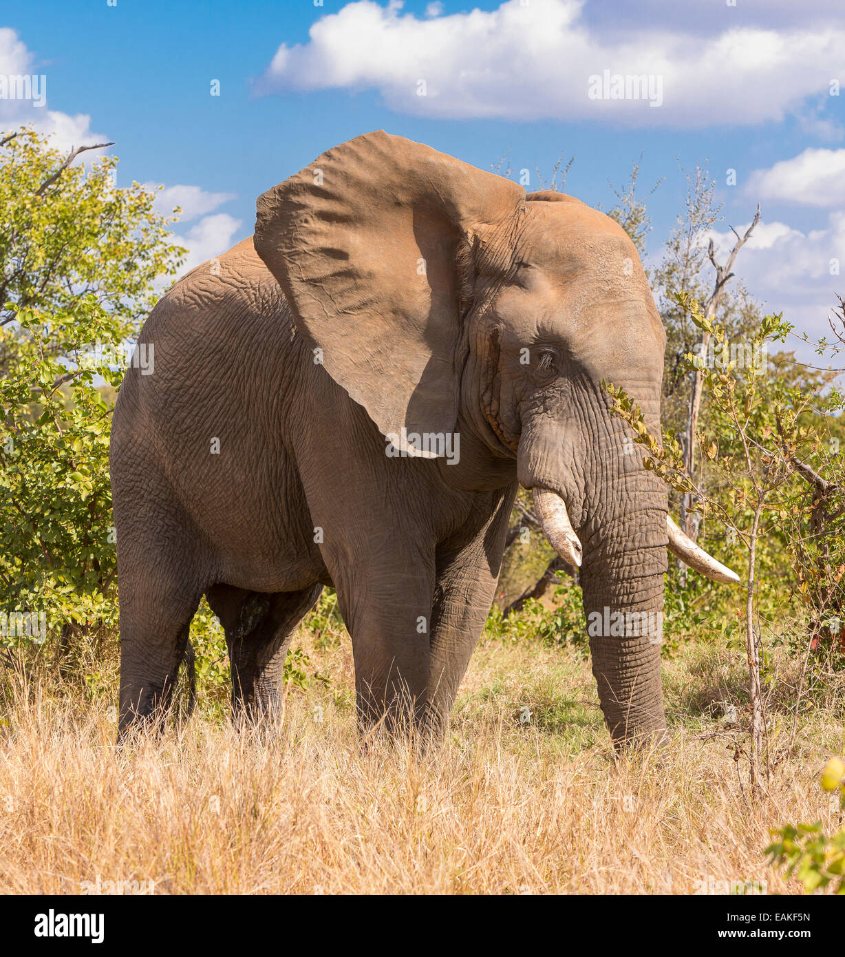 Parco Nazionale di Kruger, SUD AFRICA - Elephant Foto Stock